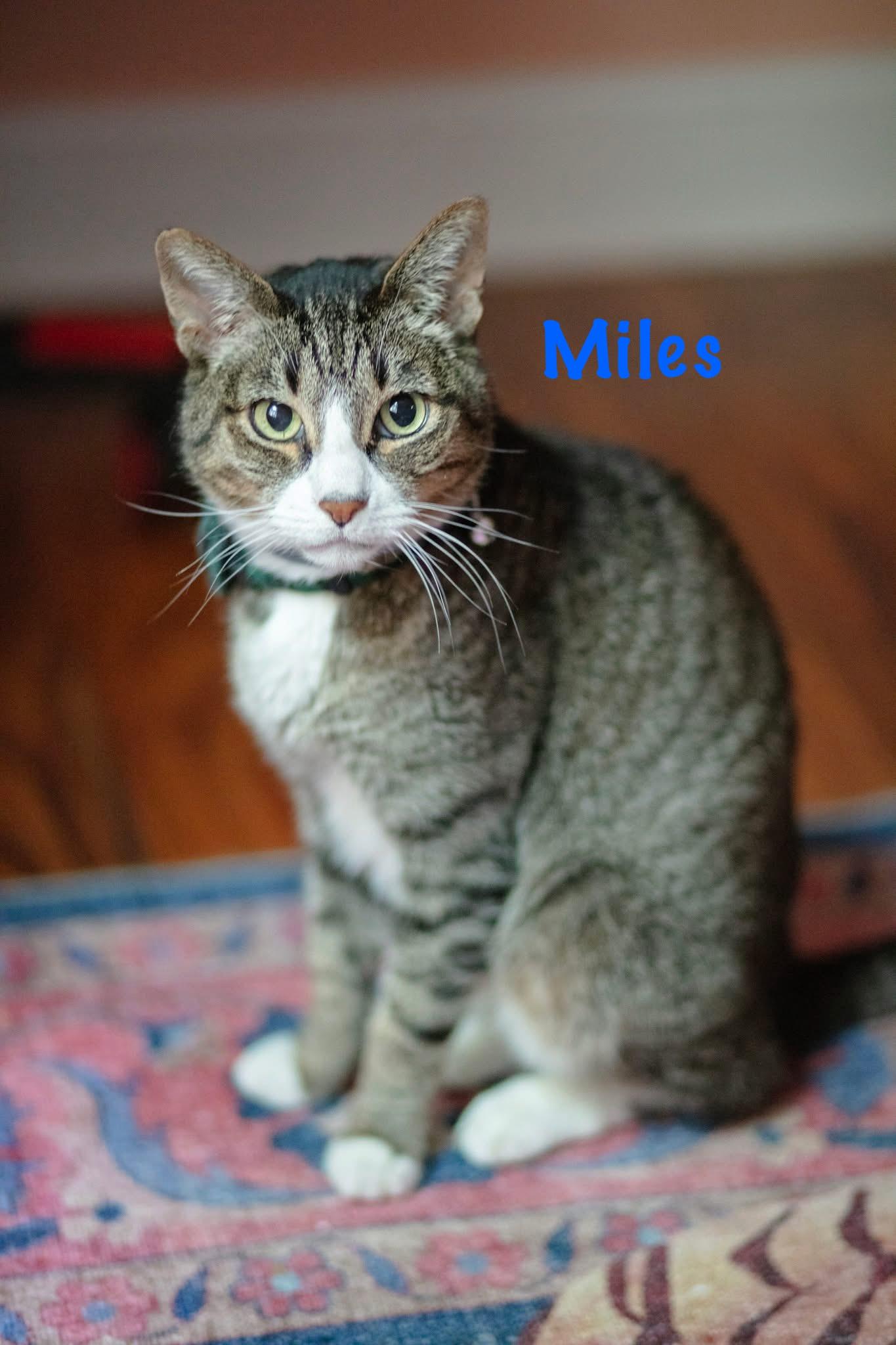 Miles, Senior Male Domestic Short Hair