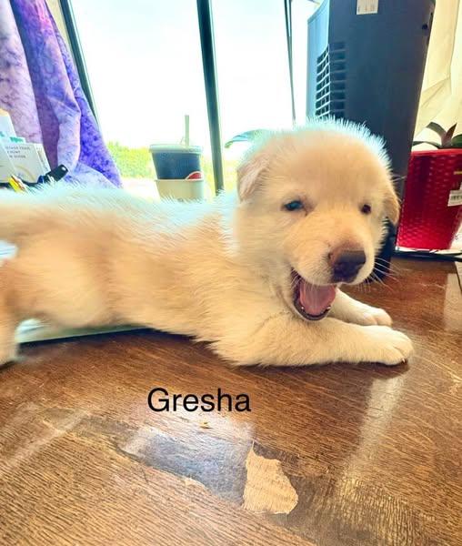 Gresha