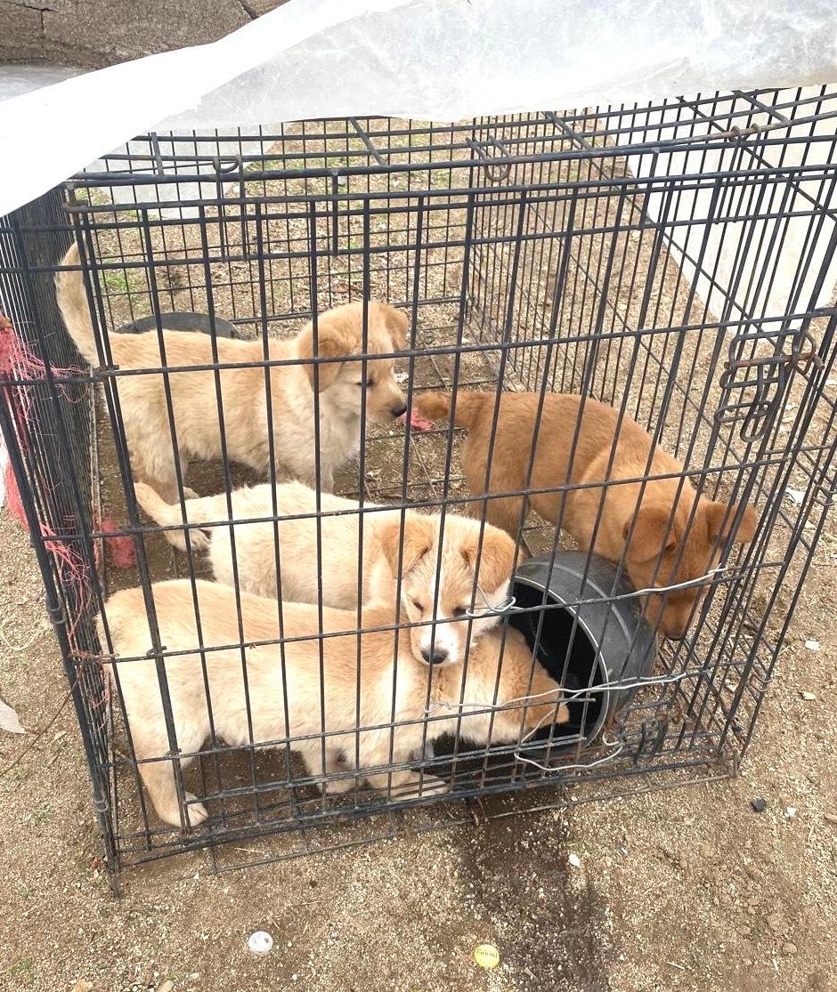 Enlarge Corgi Mix pups, a hold mixed breed in Torrance, CA image 1/1