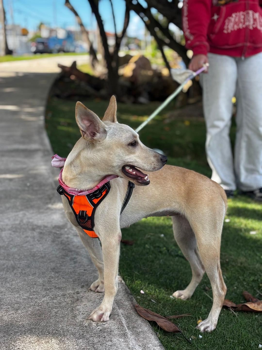 Enlarge Sophia, an adopted mixed breed in Albion, NY image 2/3