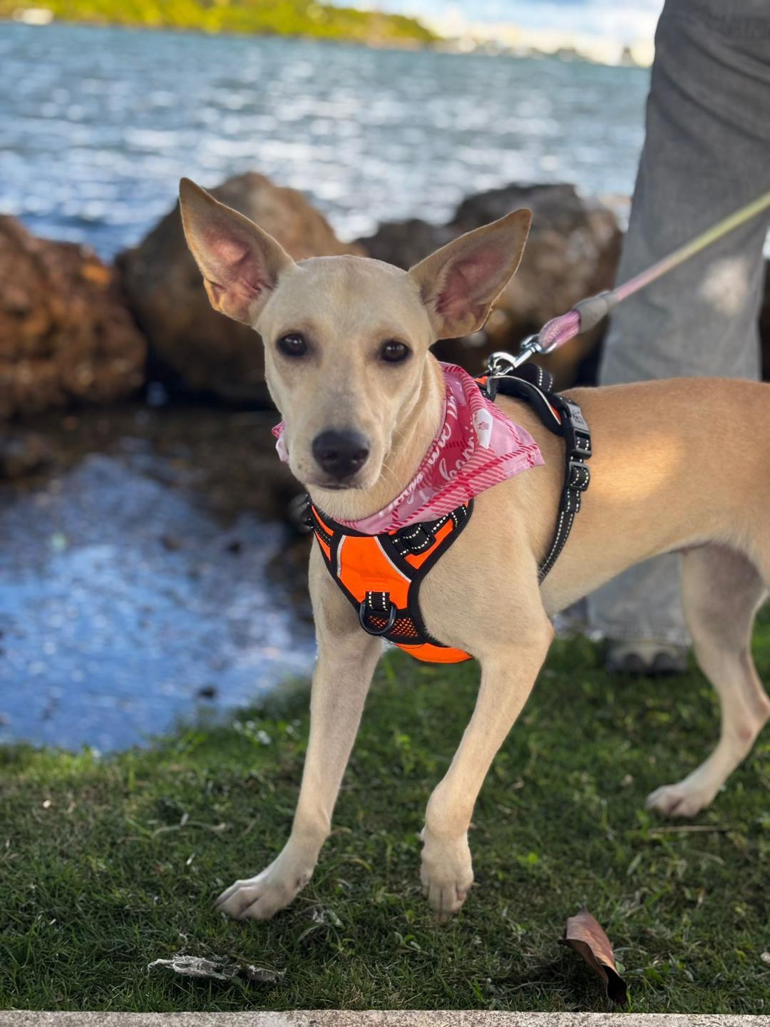 Enlarge Sophia, an adopted mixed breed in Albion, NY image 1/3