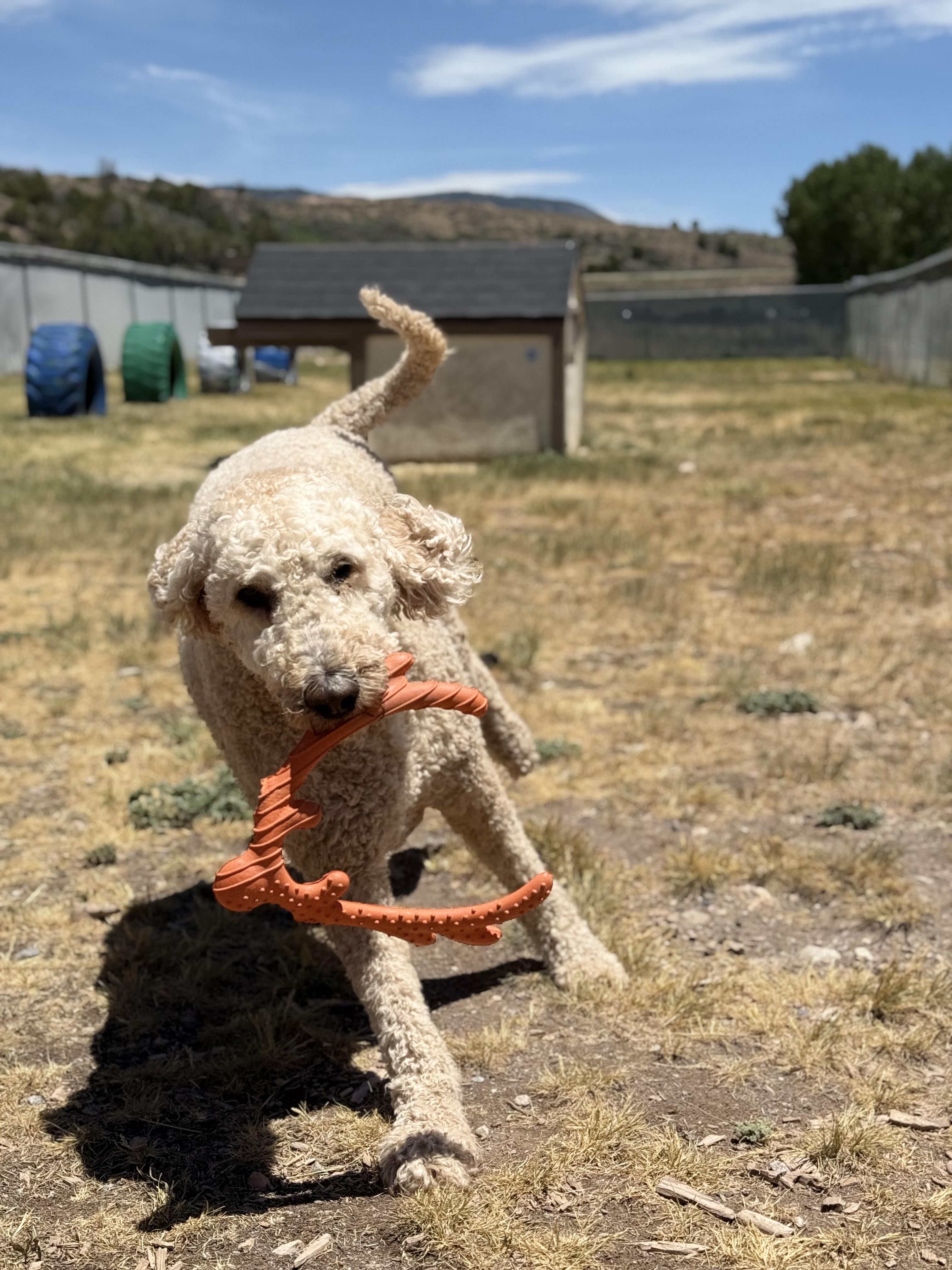 Otis, an adopted mixed breed in Eagle, CO image 6/6