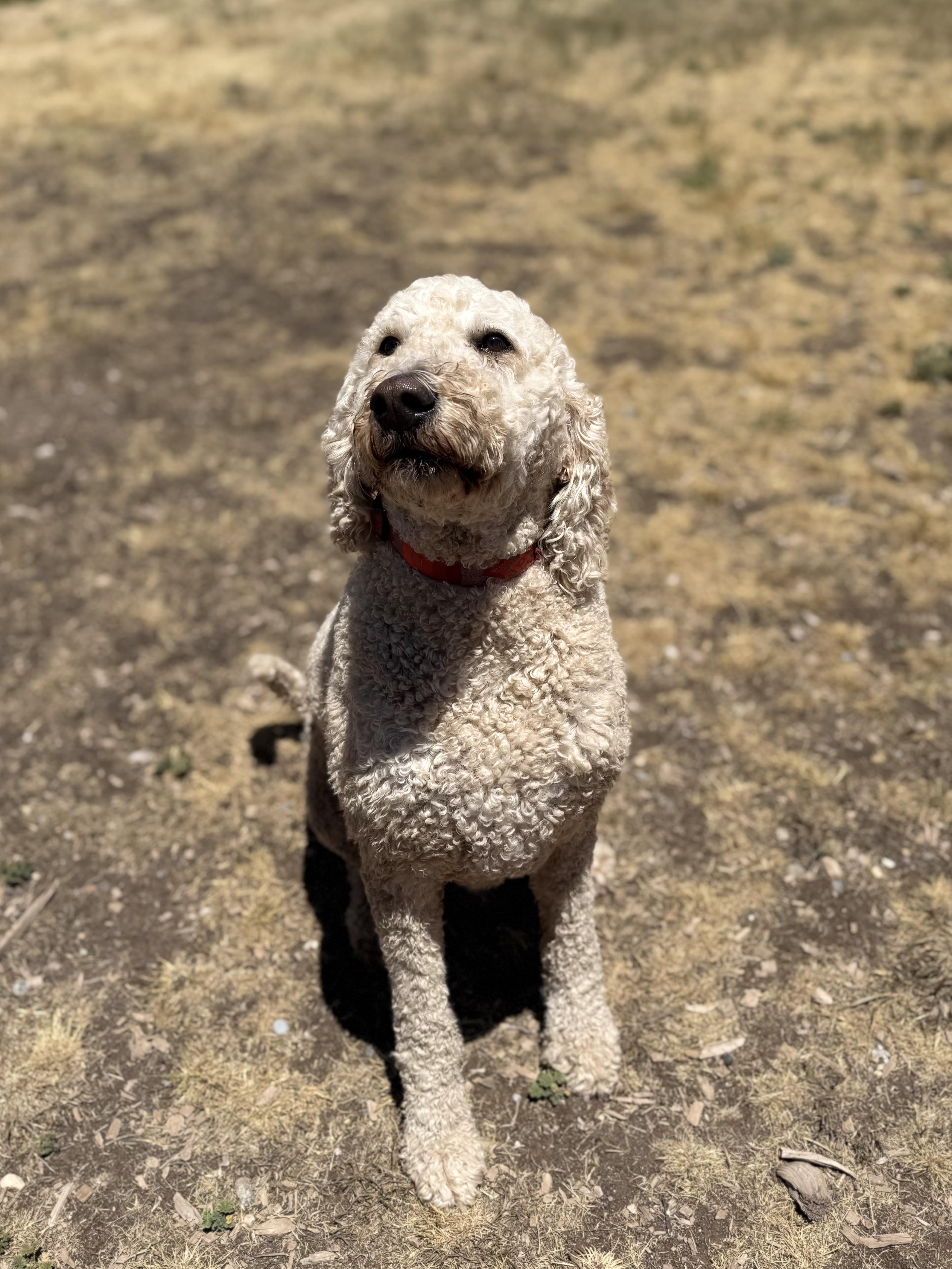 Otis, an adopted mixed breed in Eagle, CO image 1/6