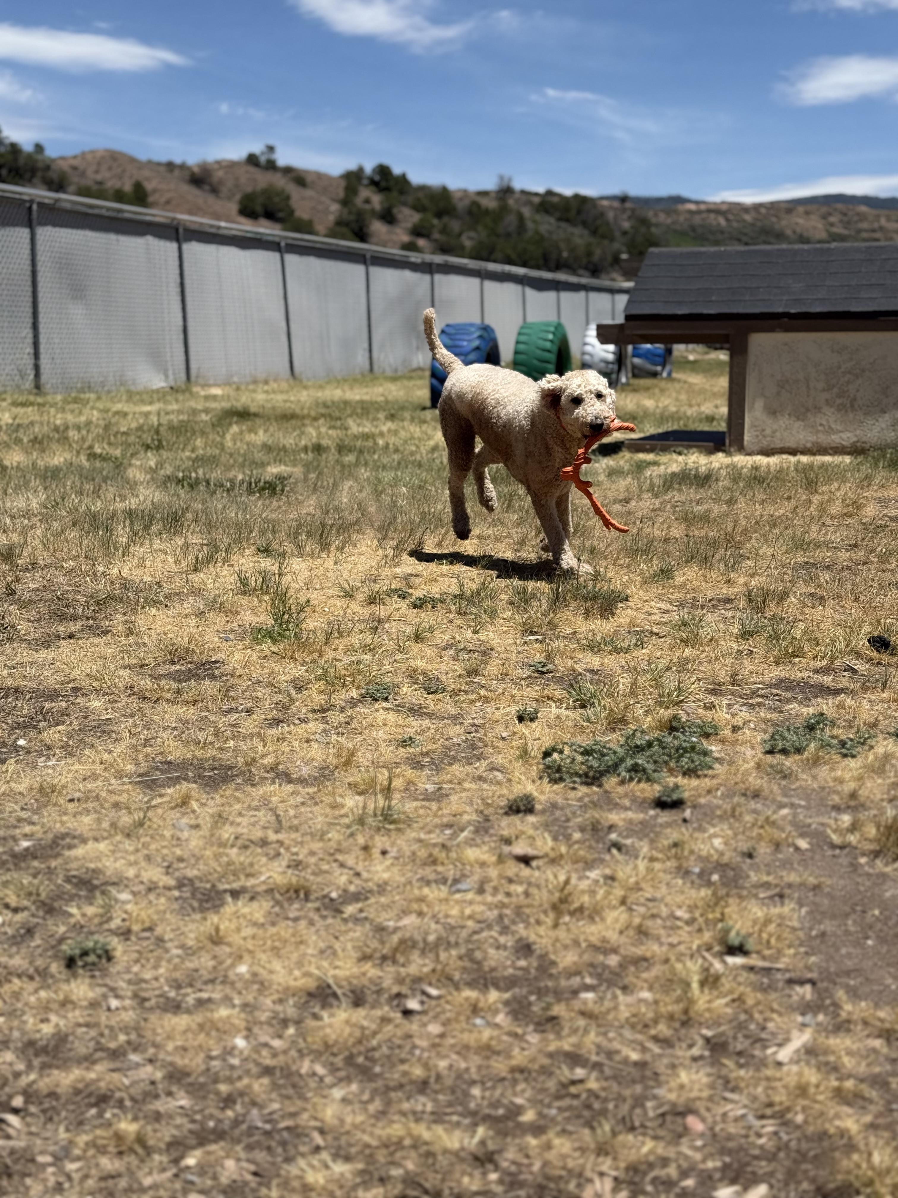 Otis, an adopted mixed breed in Eagle, CO image 4/6