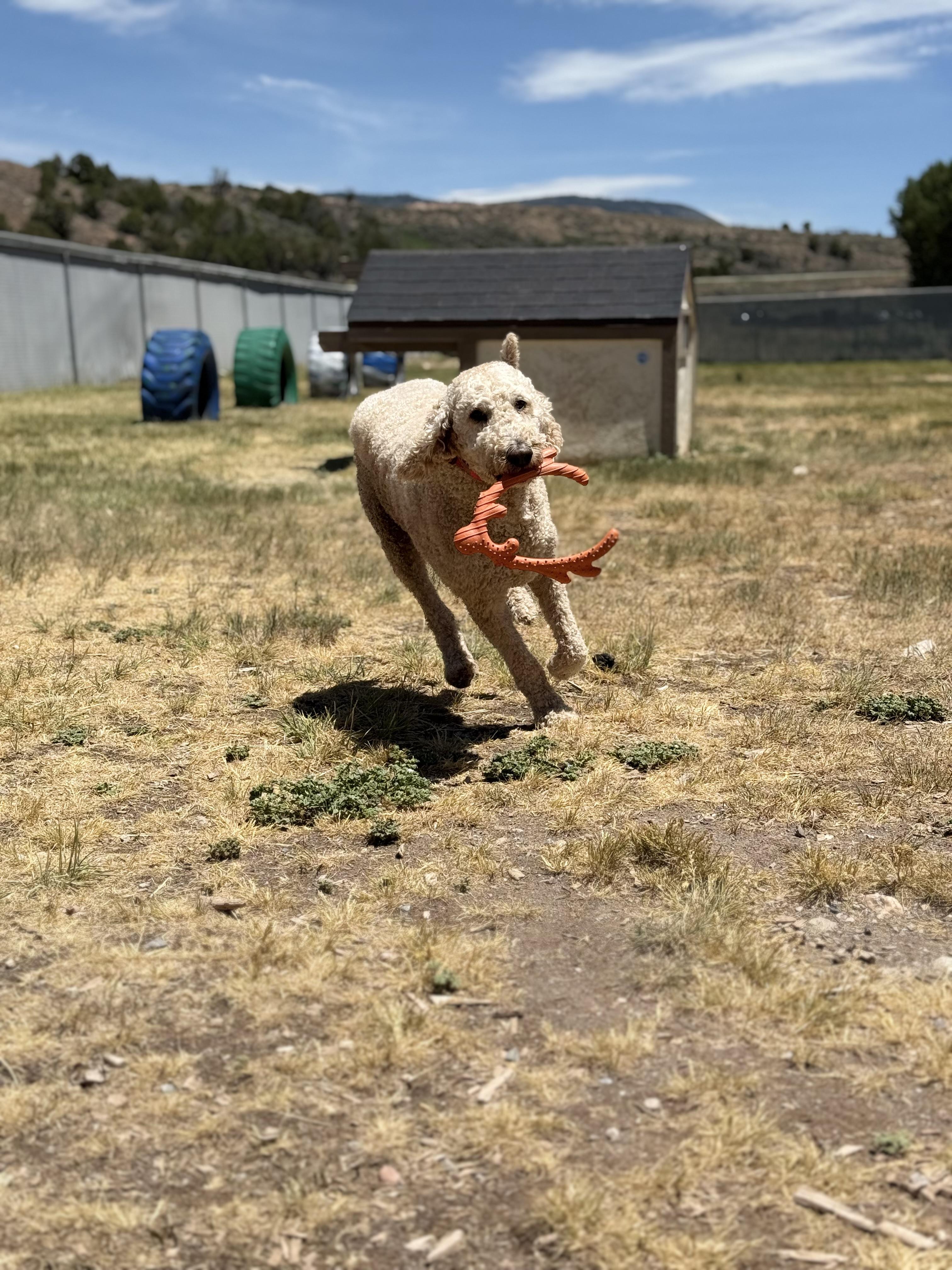 Otis, an adopted mixed breed in Eagle, CO image 5/6