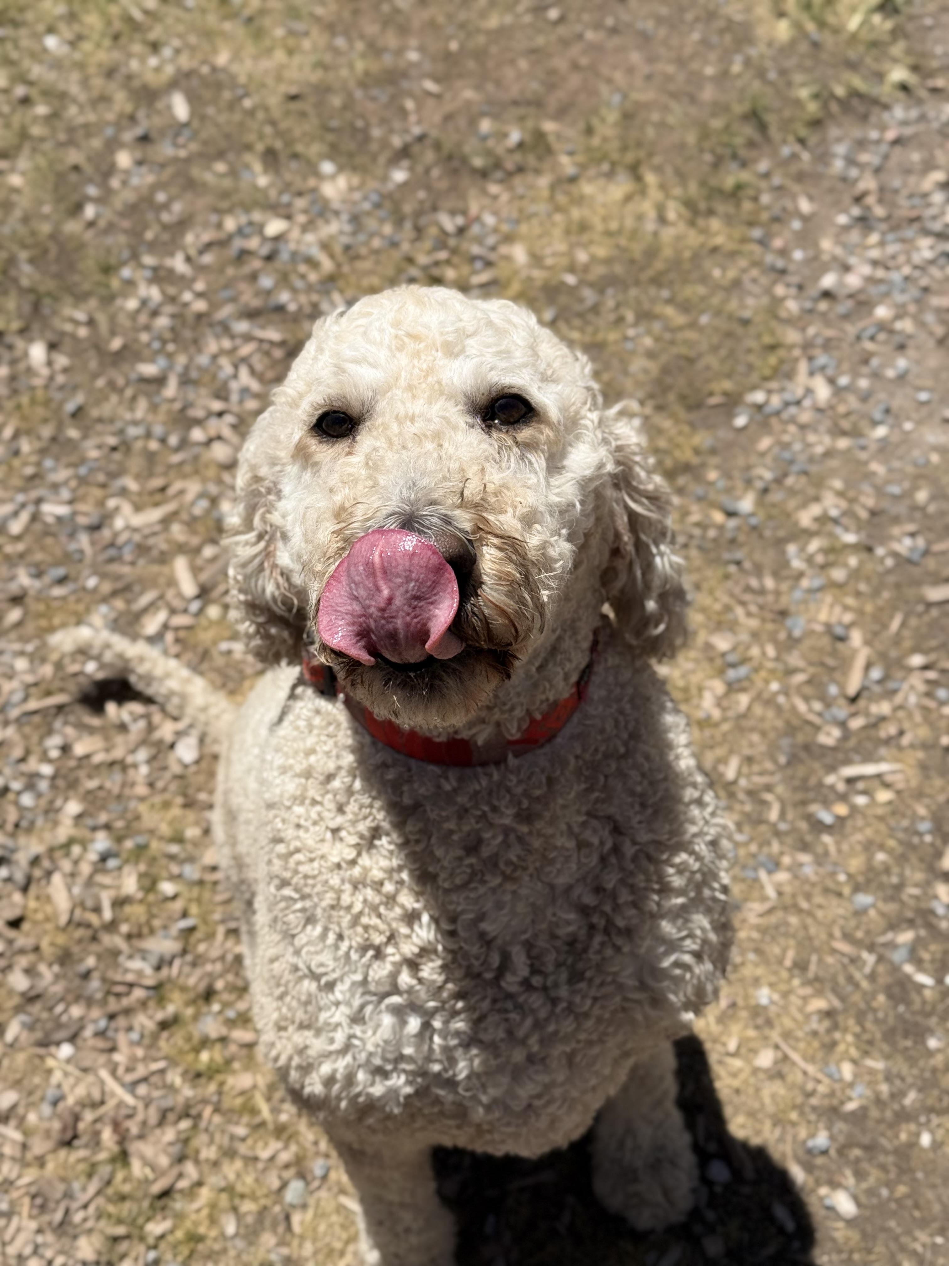 Otis, an adopted mixed breed in Eagle, CO image 2/6