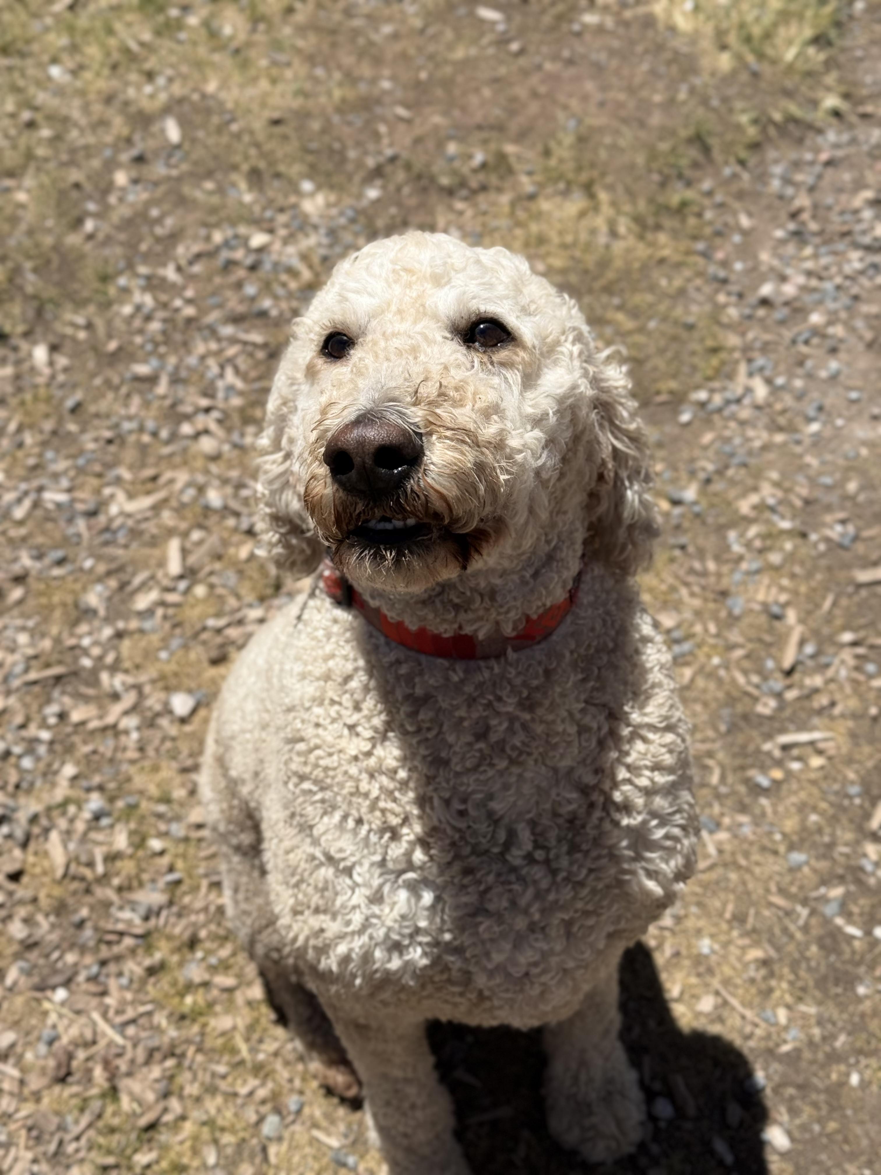 Otis, an adopted mixed breed in Eagle, CO image 3/6