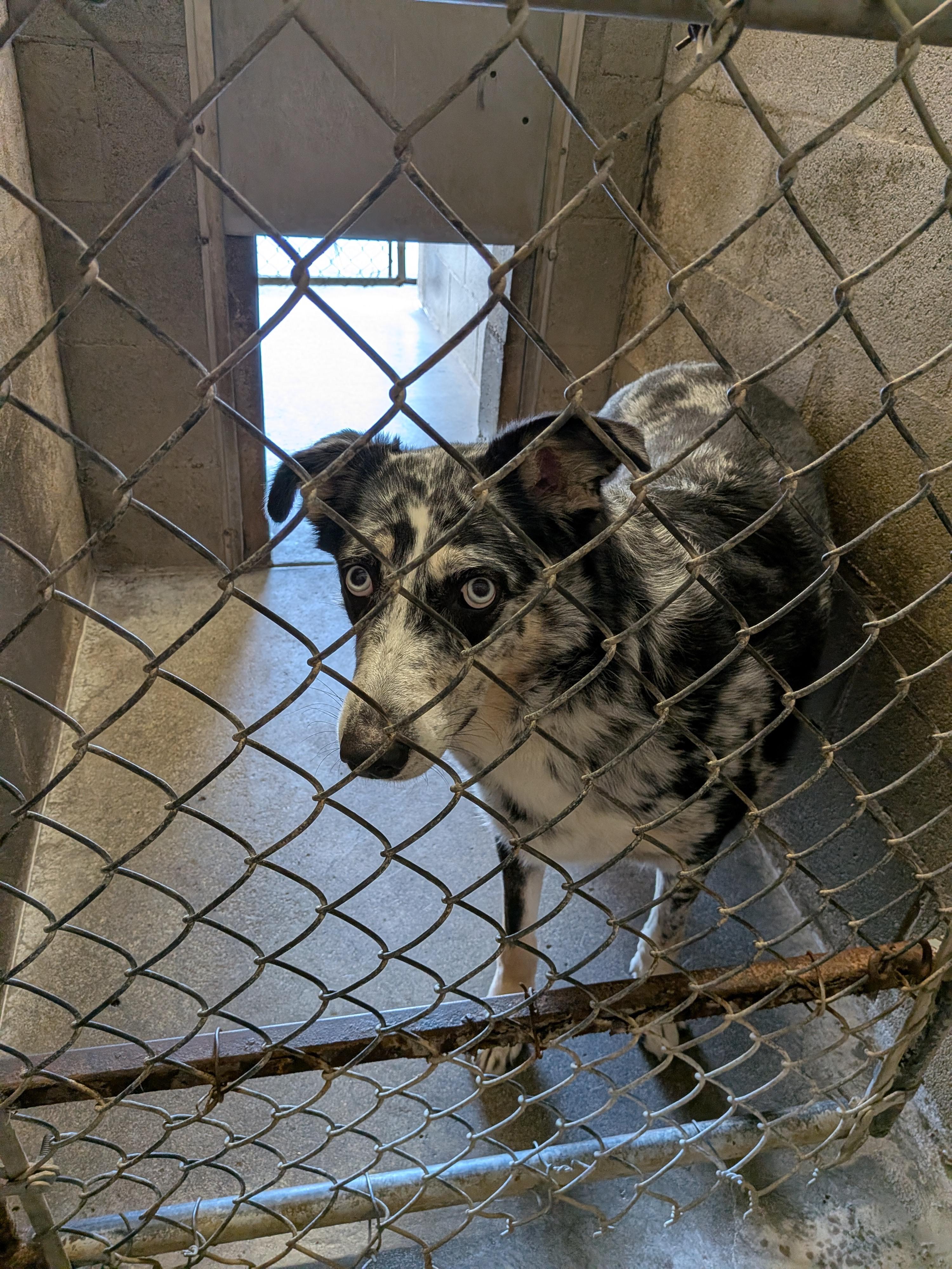 Oakley Marie , a ADOPTABLE mixed breed in Hermiston, OR image 2/5