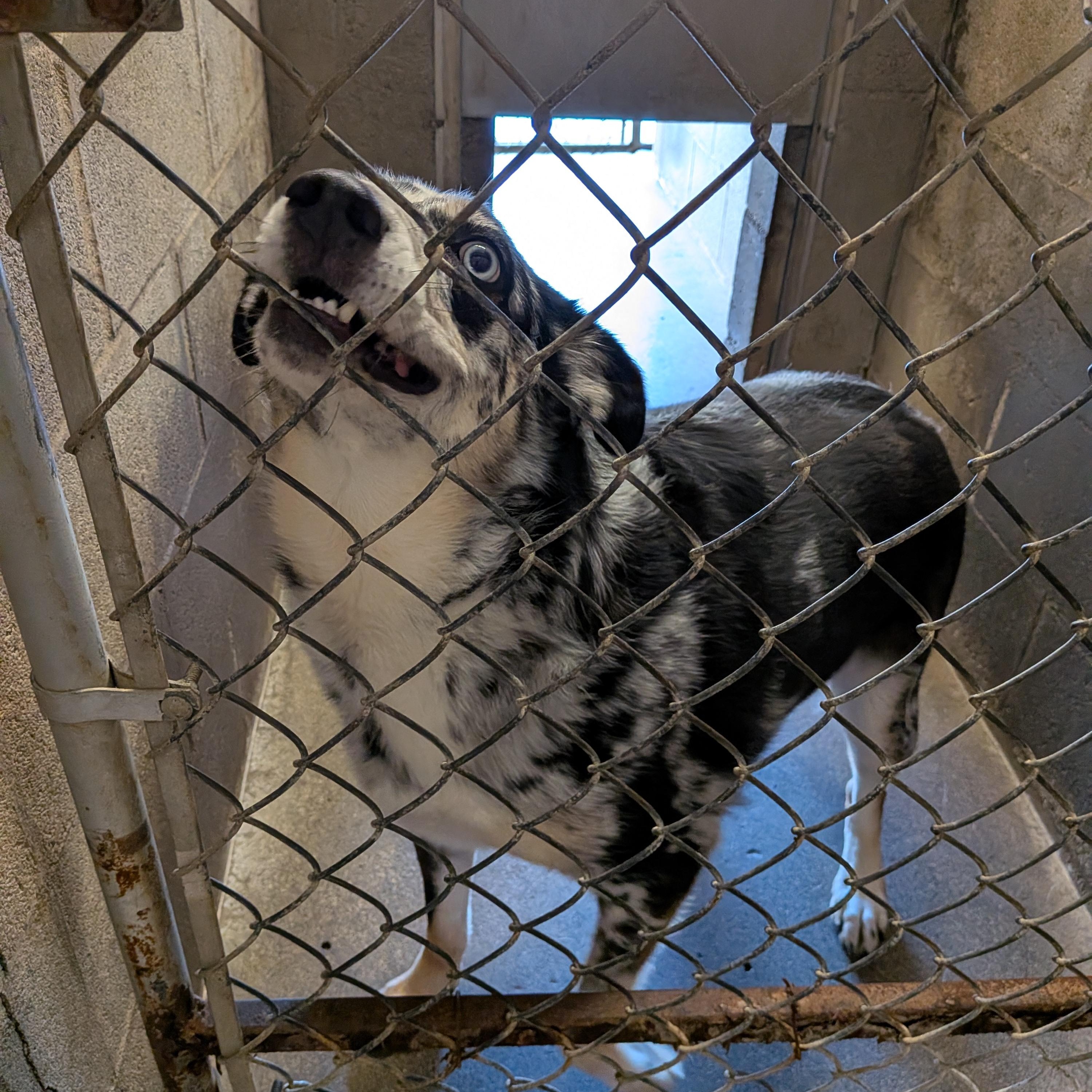Oakley Marie , ADOPTABLE, Adult Female Catahoula Leopard Dog & Australian Shepherd.