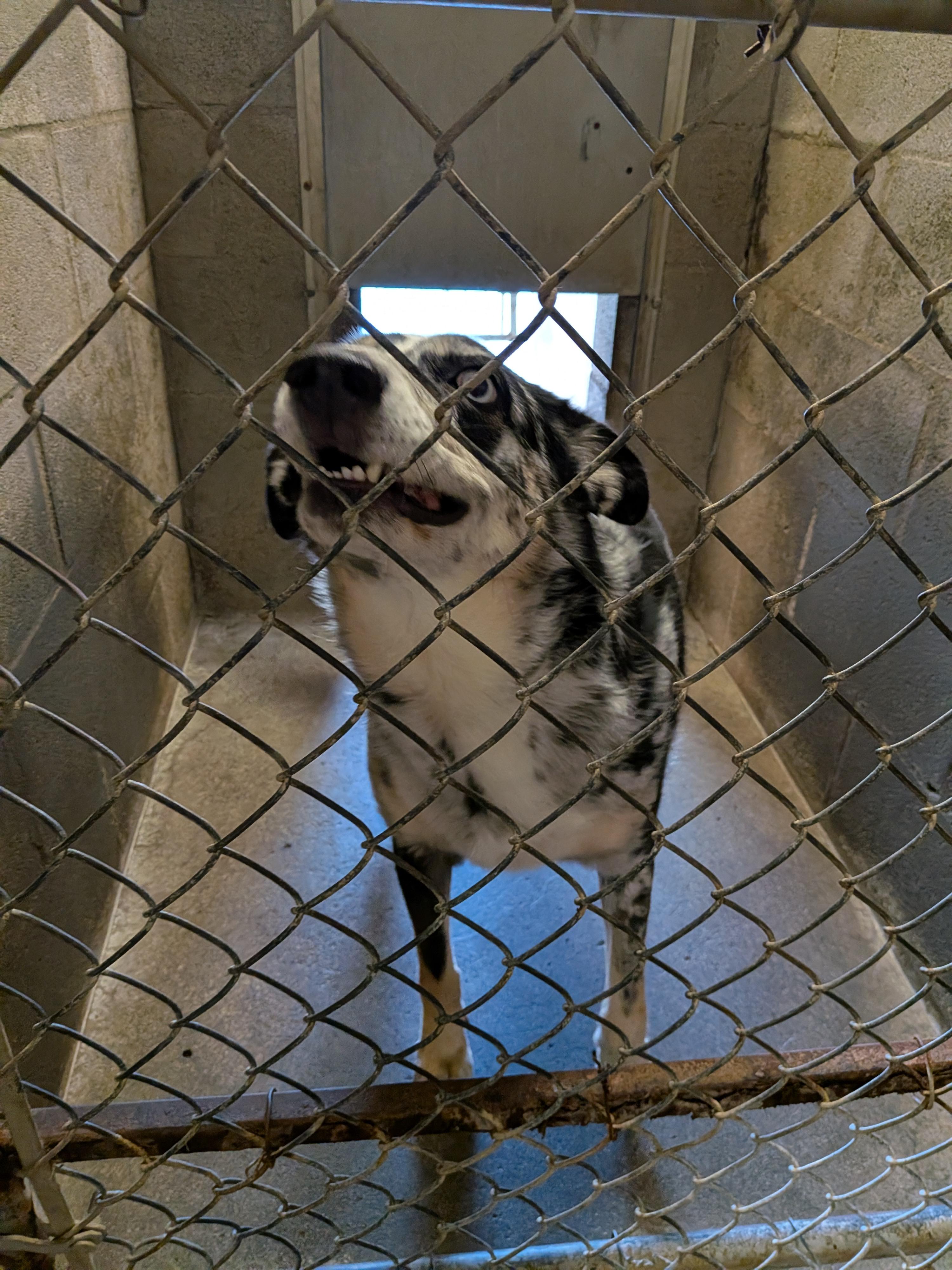 Oakley Marie , a ADOPTABLE mixed breed in Hermiston, OR image 5/5