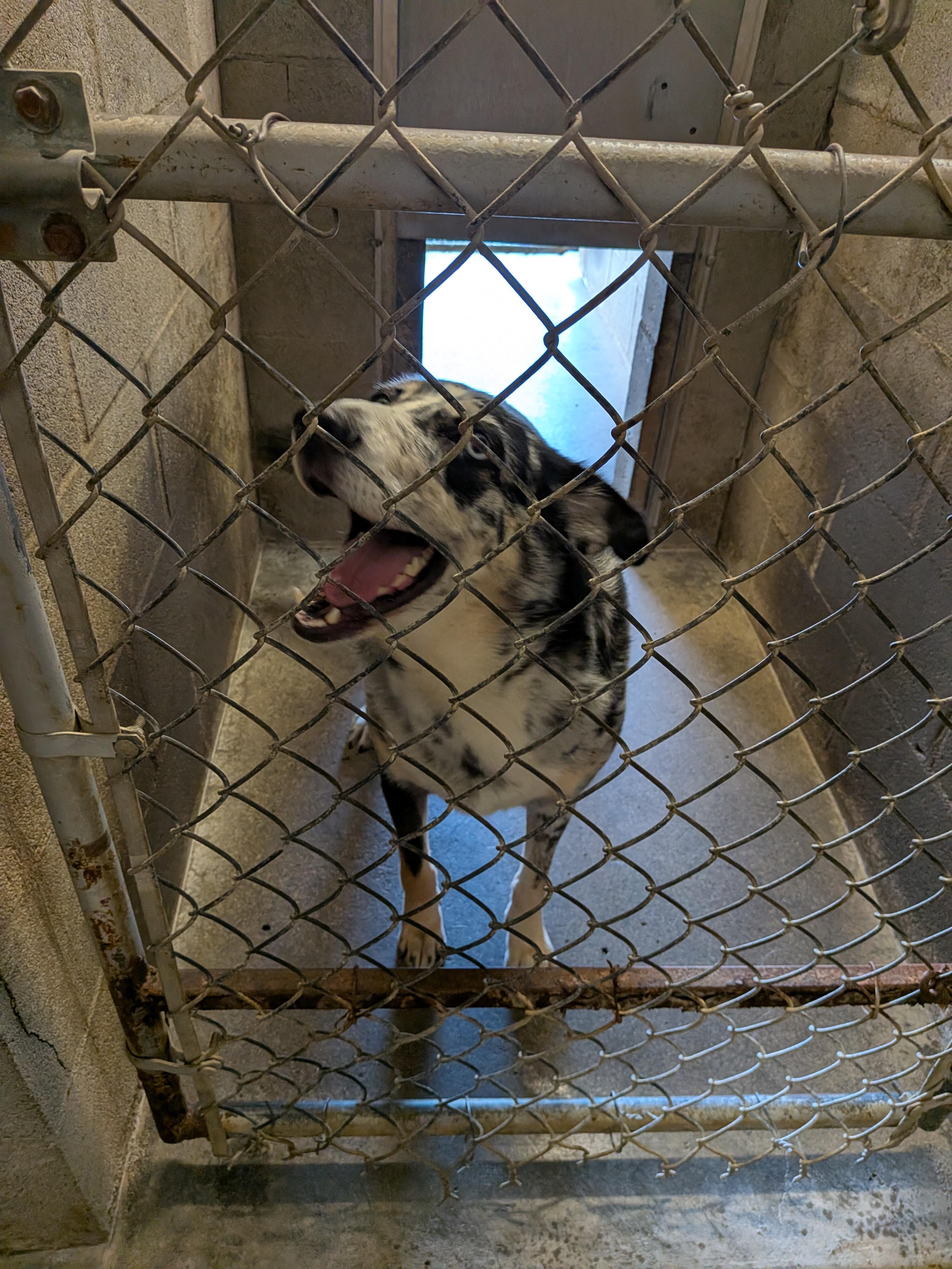 Oakley Marie , a ADOPTABLE mixed breed in Hermiston, OR image 3/5