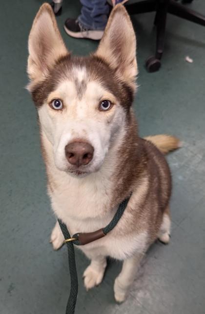 Enlarge Sophia, an adopted Siberian Husky in Saratoga Springs, NY image 2/3