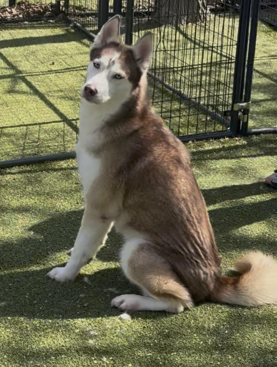 Enlarge Sophia, an adopted Siberian Husky in Saratoga Springs, NY image 3/3