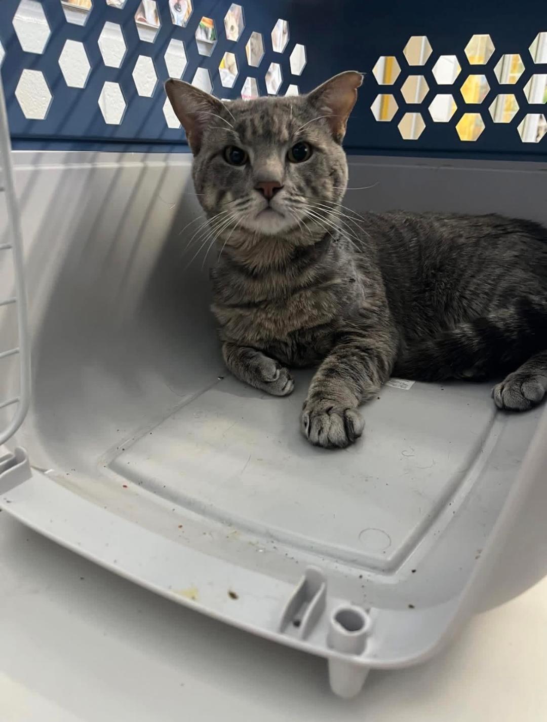 Billy bob, Adoptable, Young Male Domestic Short Hair.