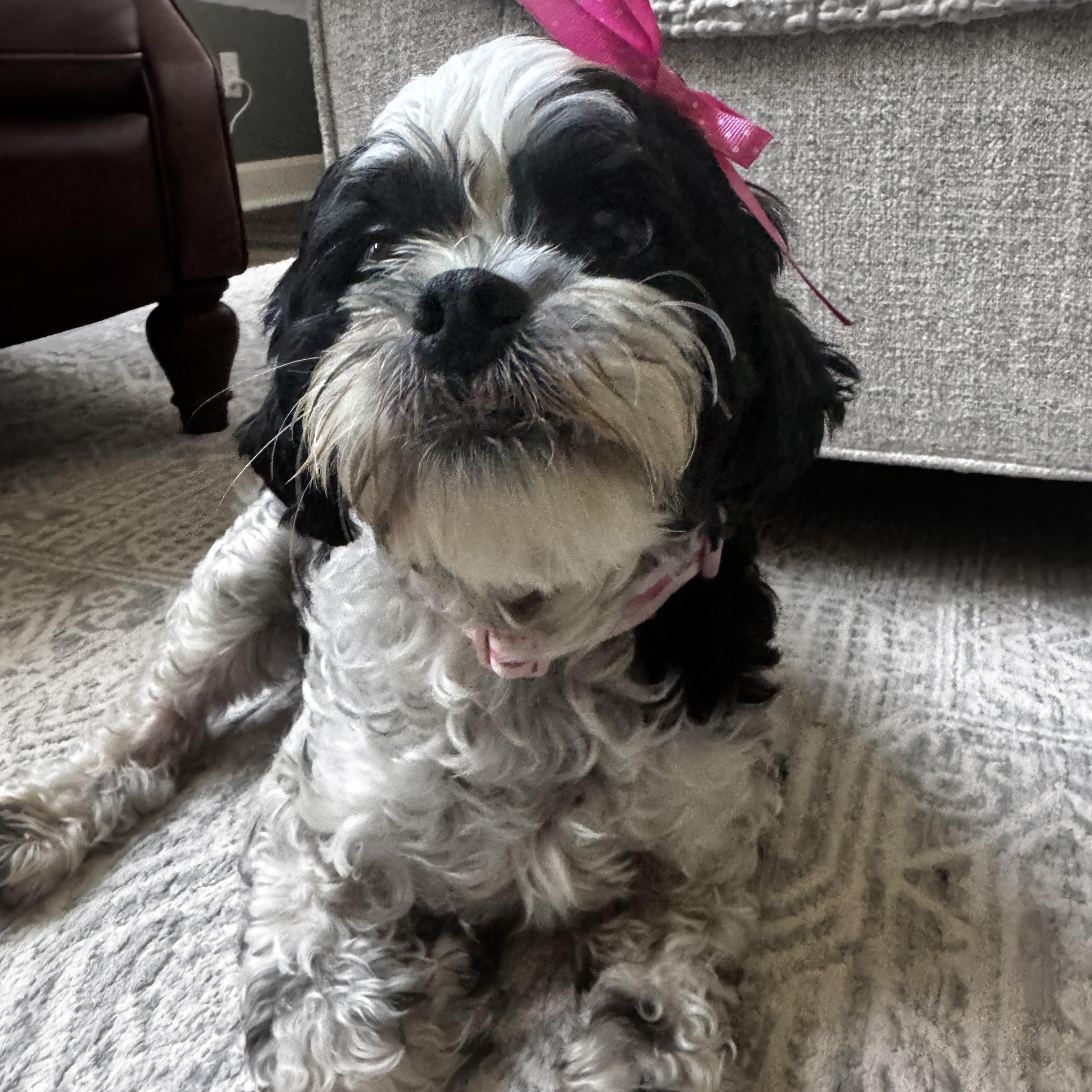 Joey, Adopted, Adult Female Miniature Poodle.