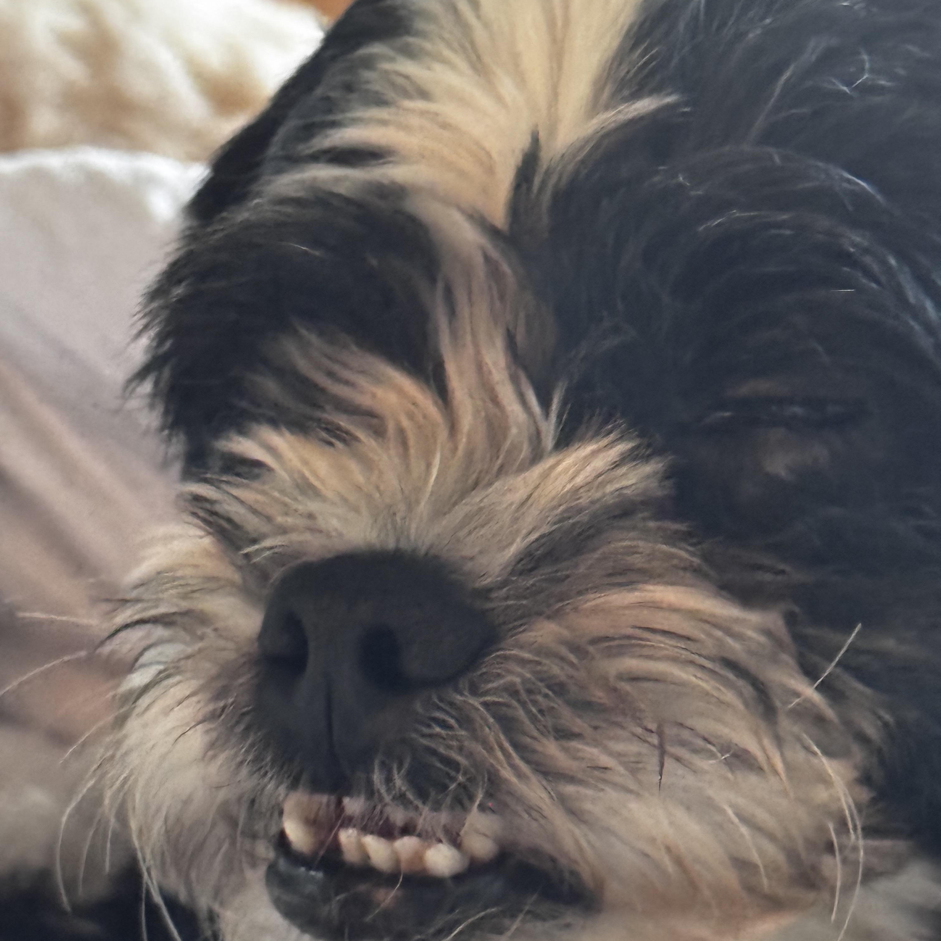 Enlarge Joey, a Adopted mixed breed in Fort Wayne, IN image 5/5