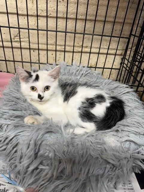 Enlarge Betty 2, a Adopted Domestic Short Hair in Apollo, PA image 1/3