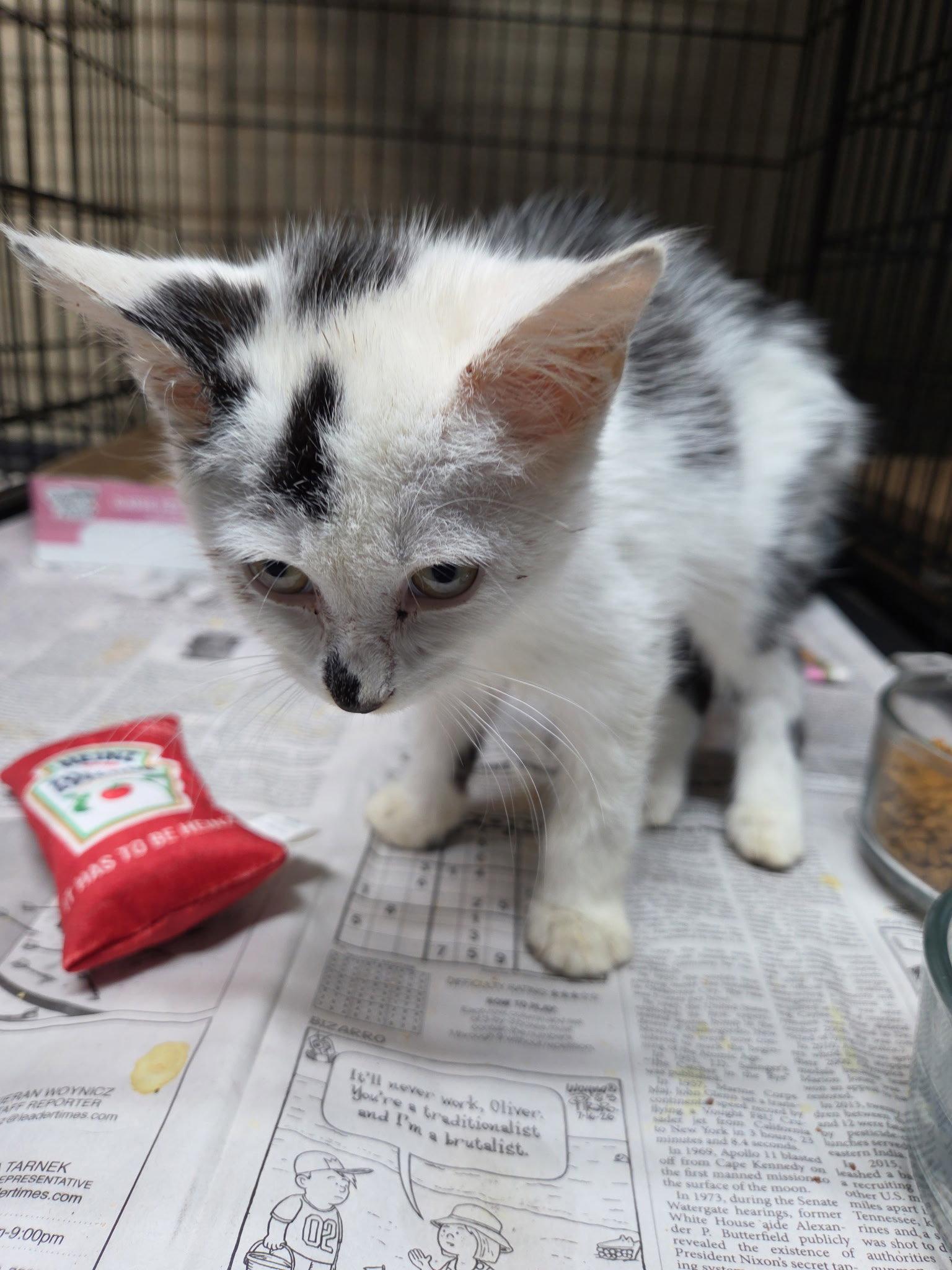 Enlarge Betty 2, a Adopted Domestic Short Hair in Apollo, PA image 3/3