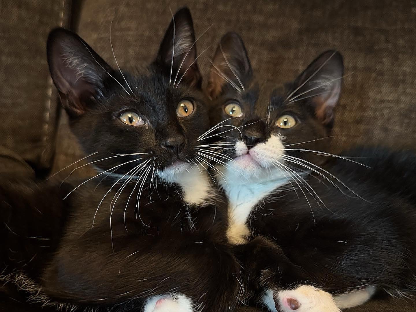 Chip & Cookie, Adoptable, Kitten Female Tuxedo.