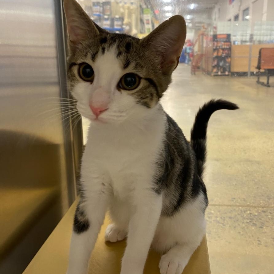 Fabian, Adoptable, Kitten Male Domestic Short Hair.