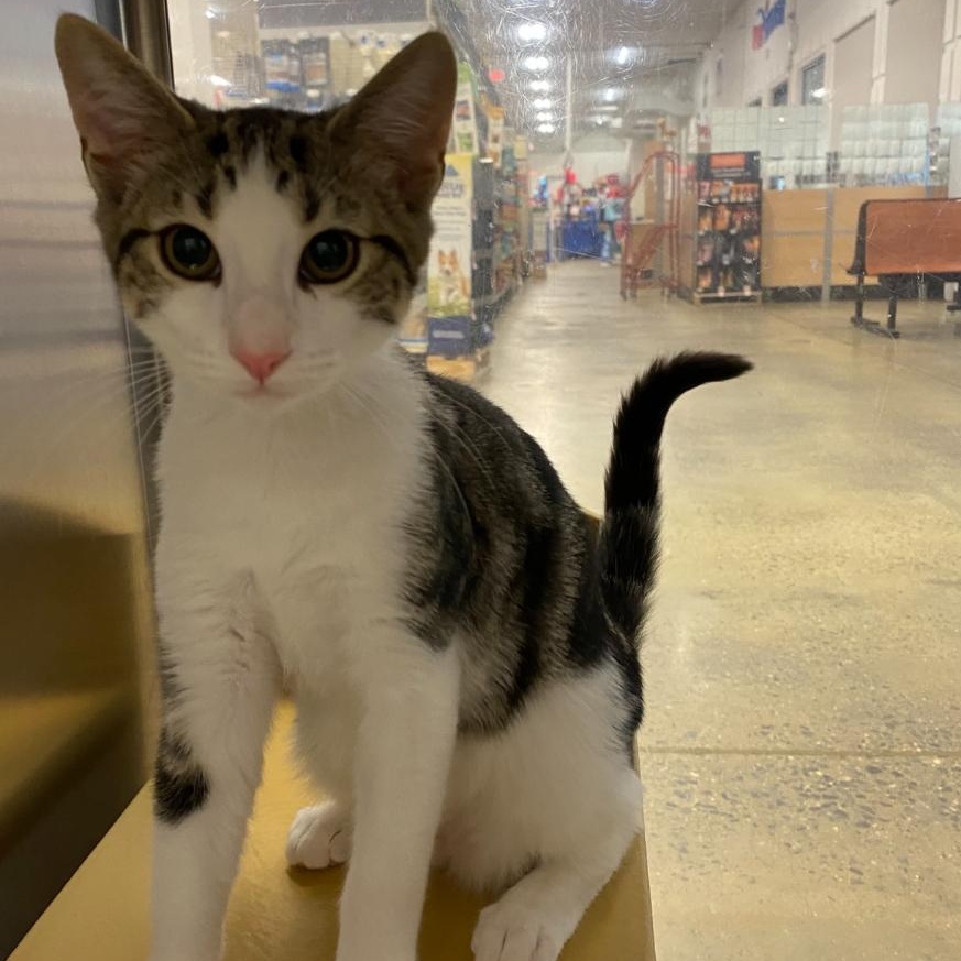 Enlarge Fabian, a Adoptable Domestic Short Hair in Norwalk, CT image 2/2