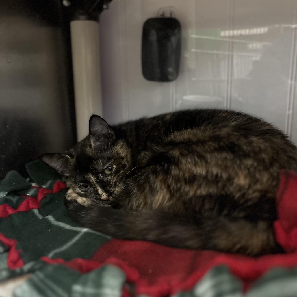 Elizabeth Taylor, Adoptable, Kitten Female Domestic Short Hair.