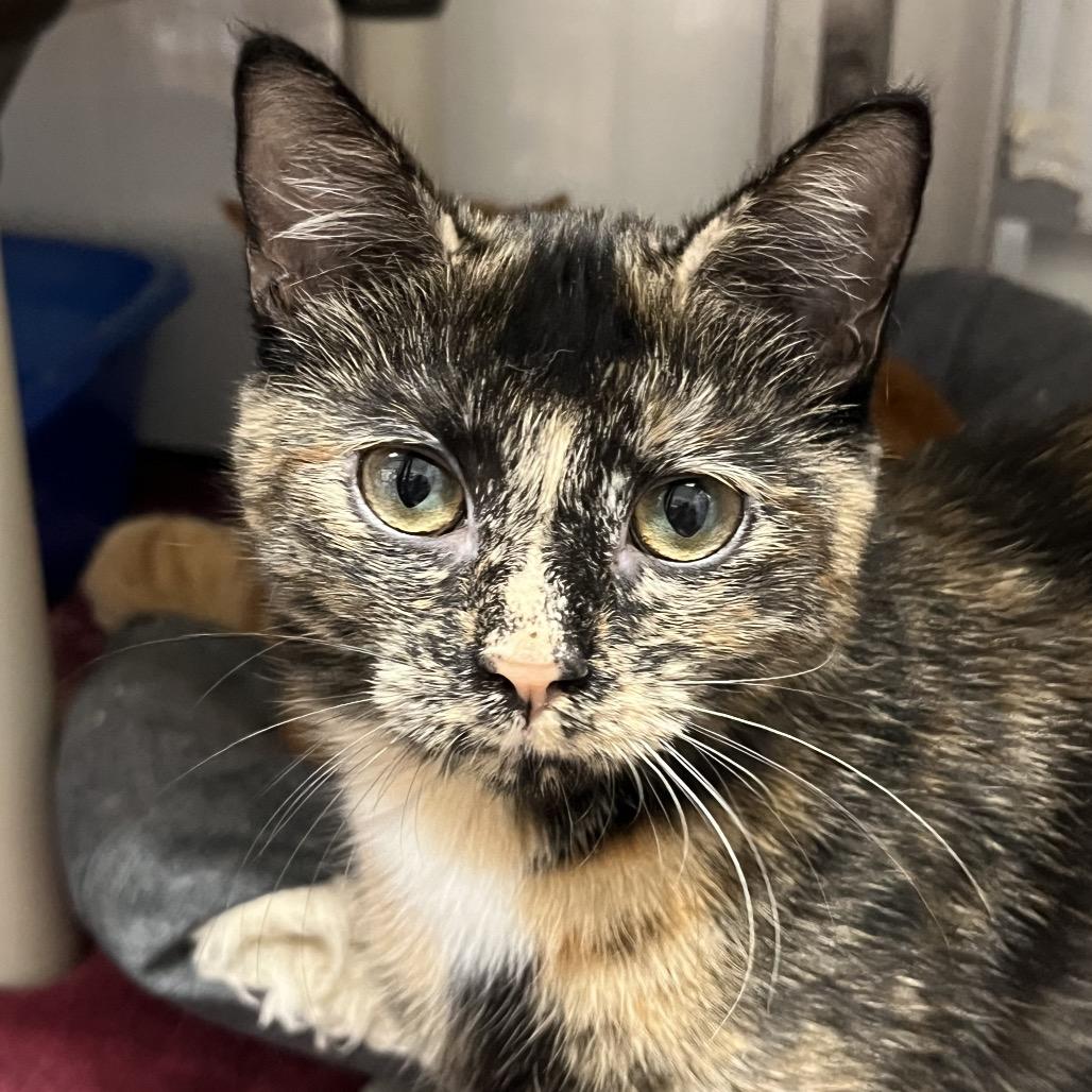 Enlarge Elizabeth Taylor, a Adoptable Domestic Short Hair in Mount Laurel, NJ image 2/2