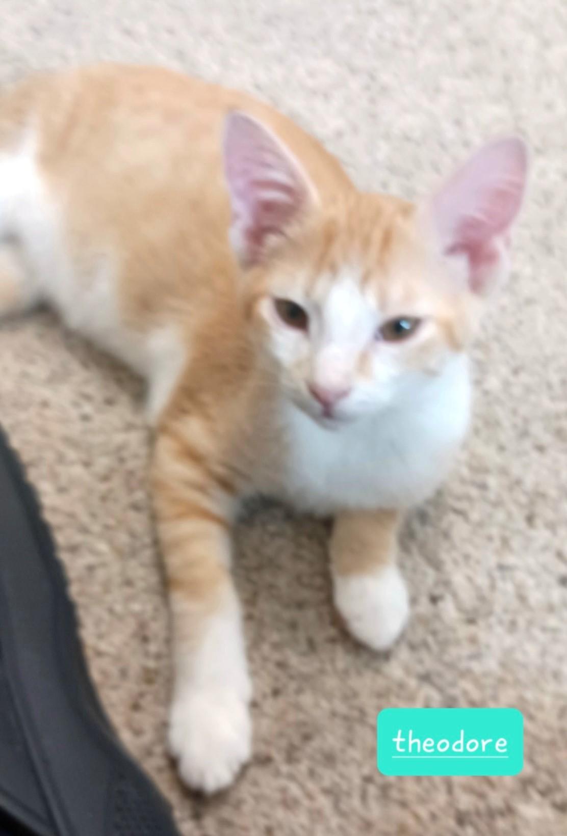 Theodore, Adoptable, Kitten Male Domestic Short Hair.