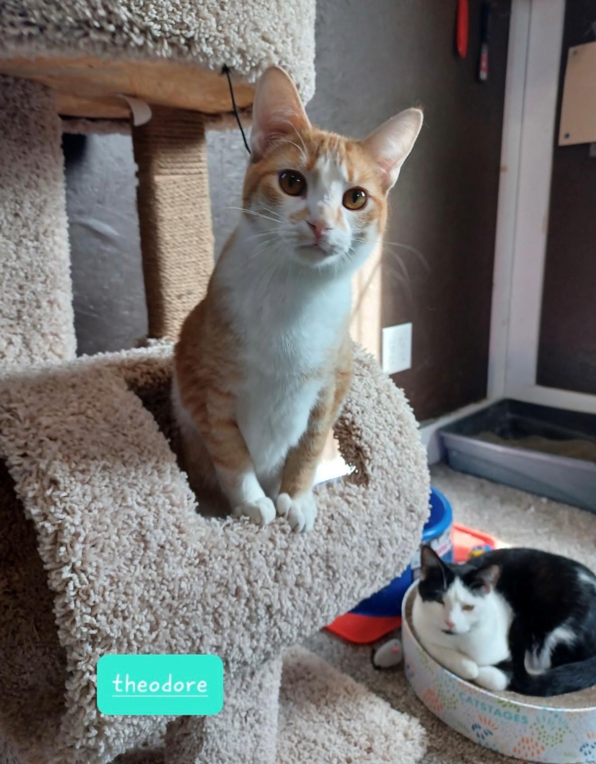 Theodore, a Adoptable Domestic Short Hair in Walworth, WI image 1/3