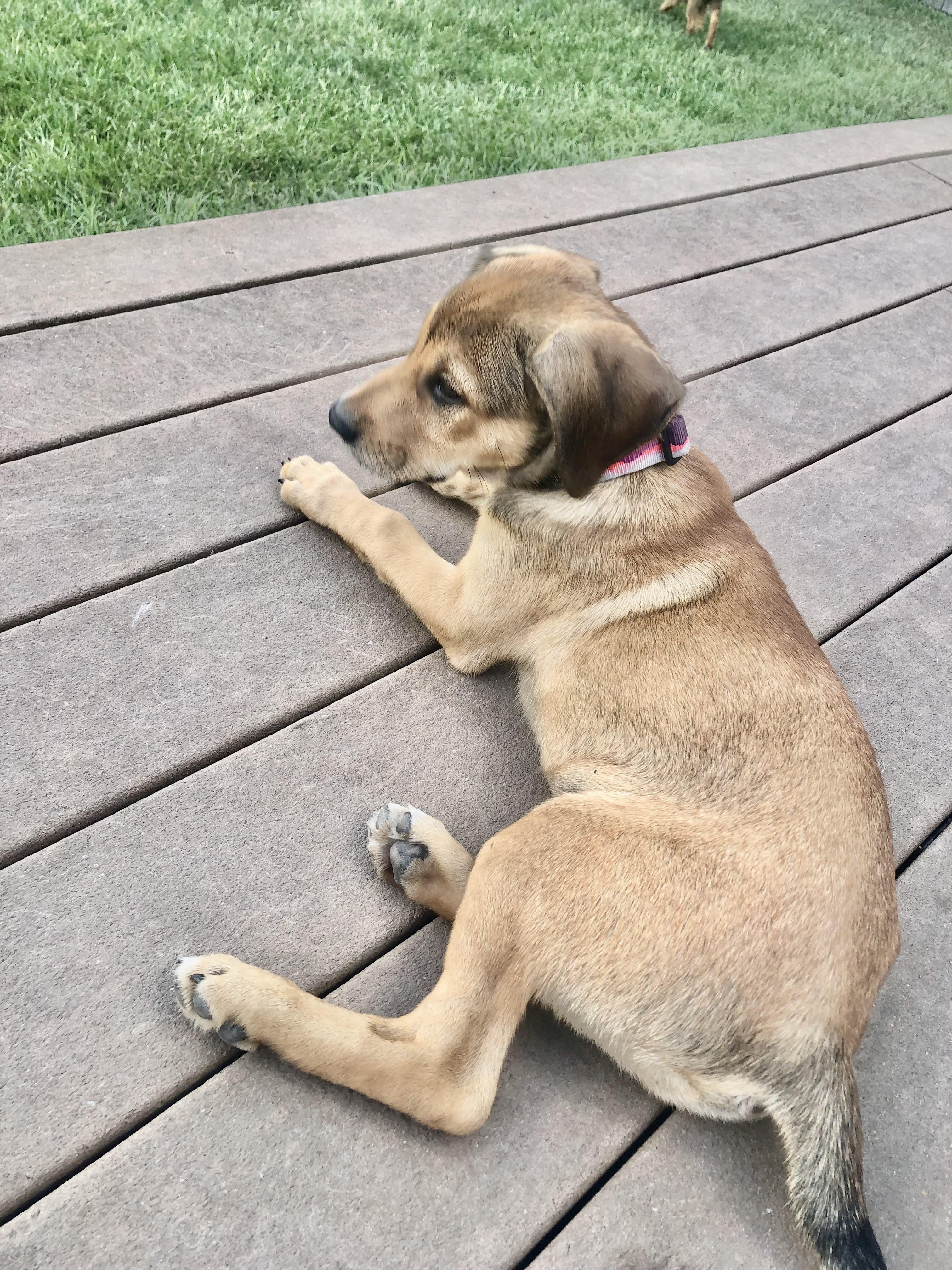 Charlie photo 4