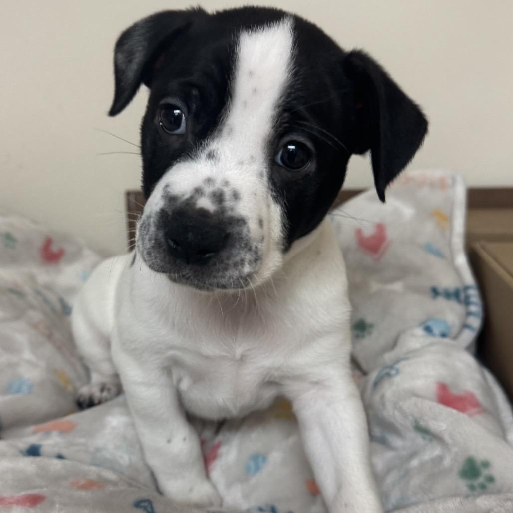 Enlarge Petey, a Adoptable mixed breed in Potomac, MD image 1/2