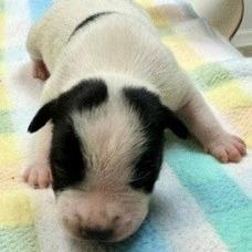 Enlarge Petey, a Adoptable mixed breed in Potomac, MD image 2/2