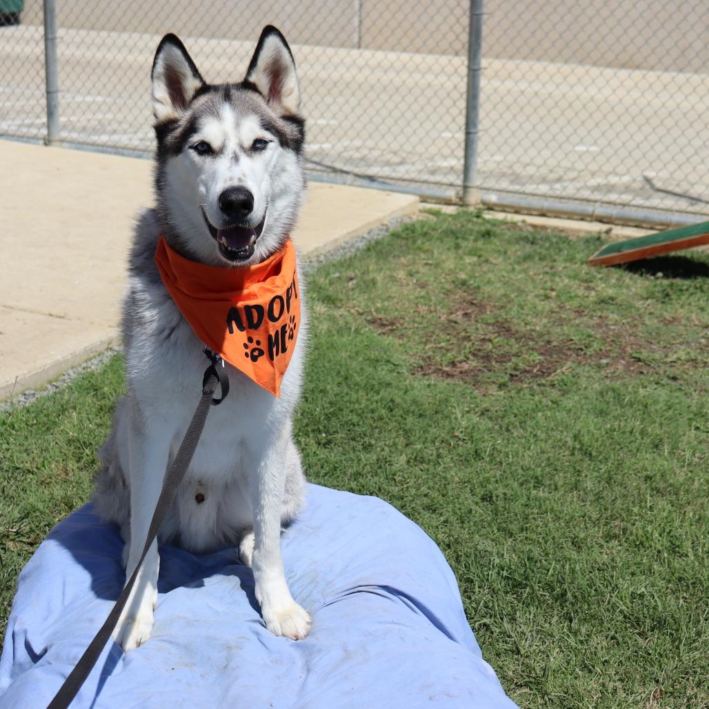 Aspen, a Adoptable mixed breed in Ione, CA image 1/3