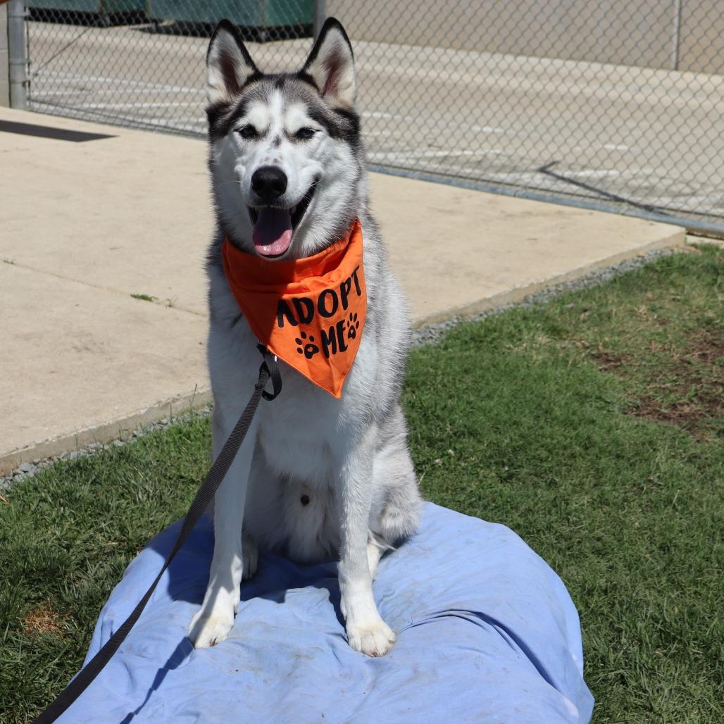 Enlarge Aspen, a Adoptable mixed breed in Ione, CA image 1/3