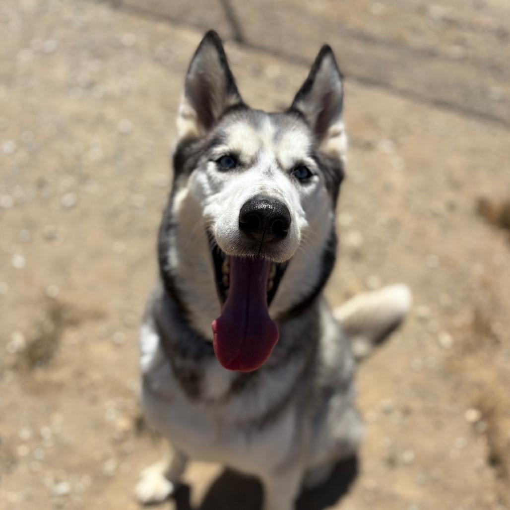 Aspen, a Adoptable mixed breed in Ione, CA image 2/5
