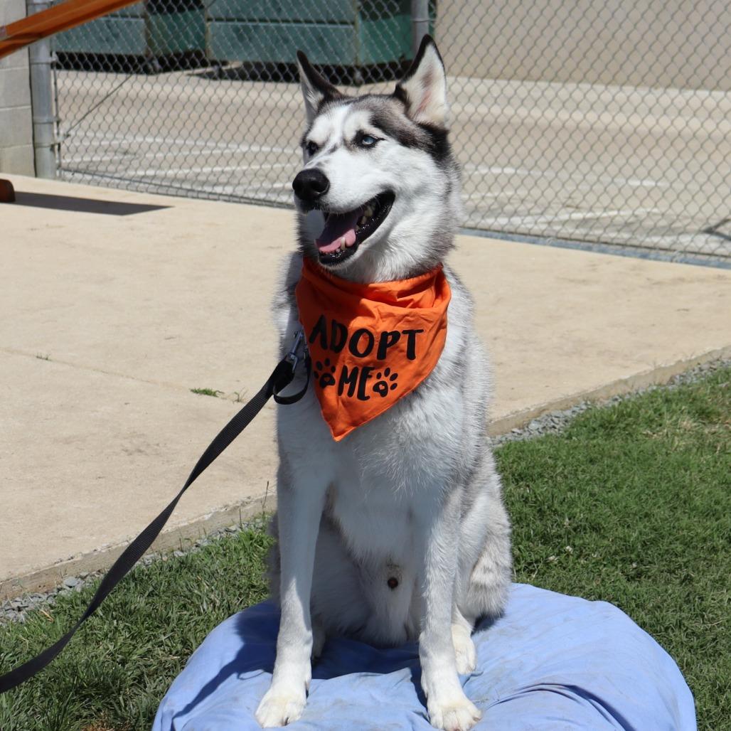 Aspen, a Adoptable mixed breed in Ione, CA image 2/3