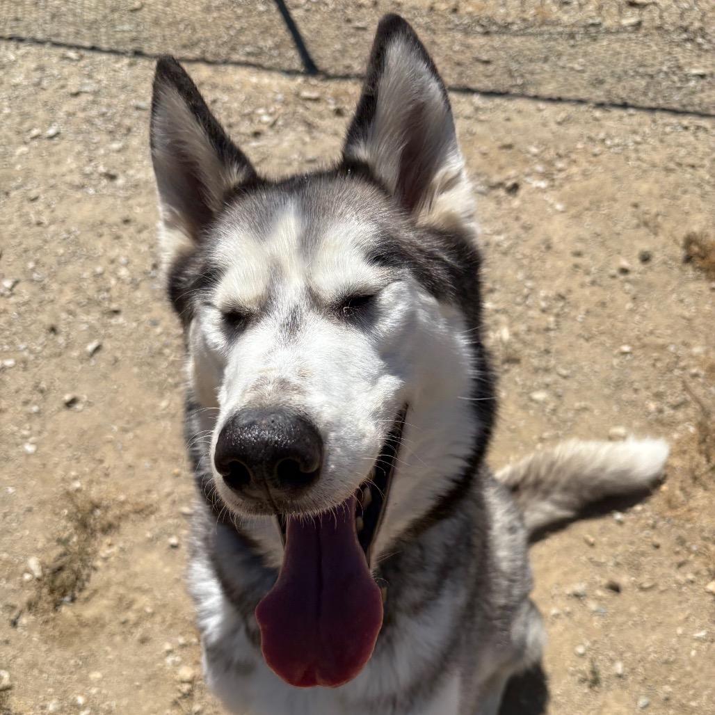 Aspen, a Adoptable mixed breed in Ione, CA image 5/5