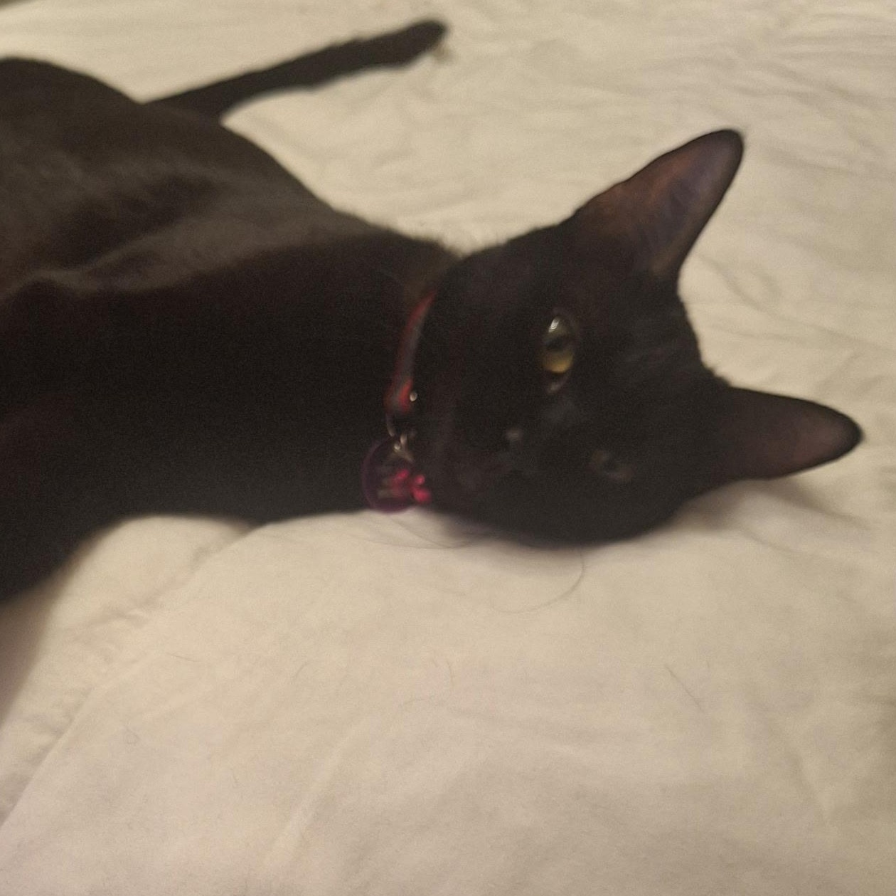 Enlarge Madea, a ADOPTABLE Domestic Short Hair in Pasco, WA image 3/6