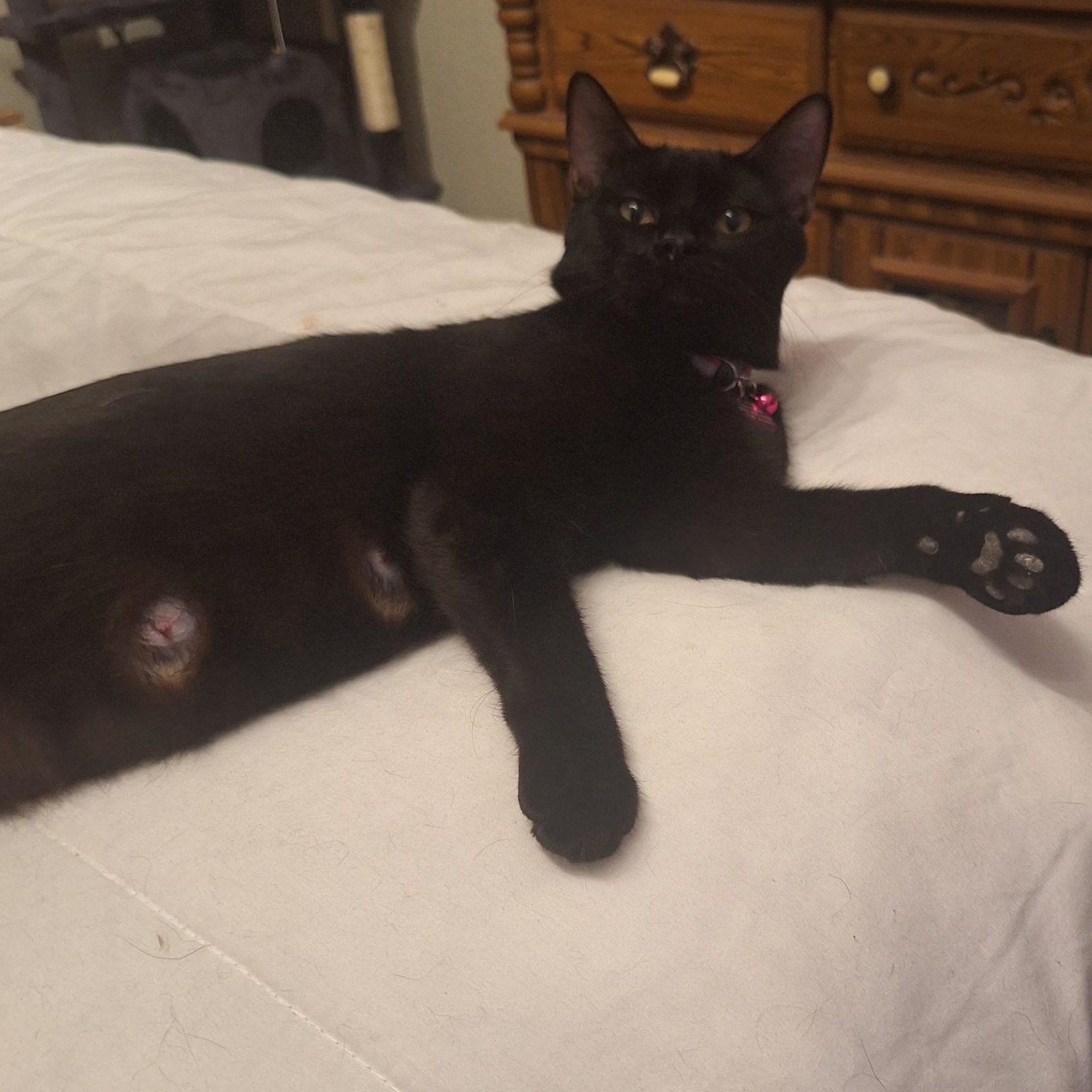 Enlarge Madea, a ADOPTABLE Domestic Short Hair in Pasco, WA image 2/6