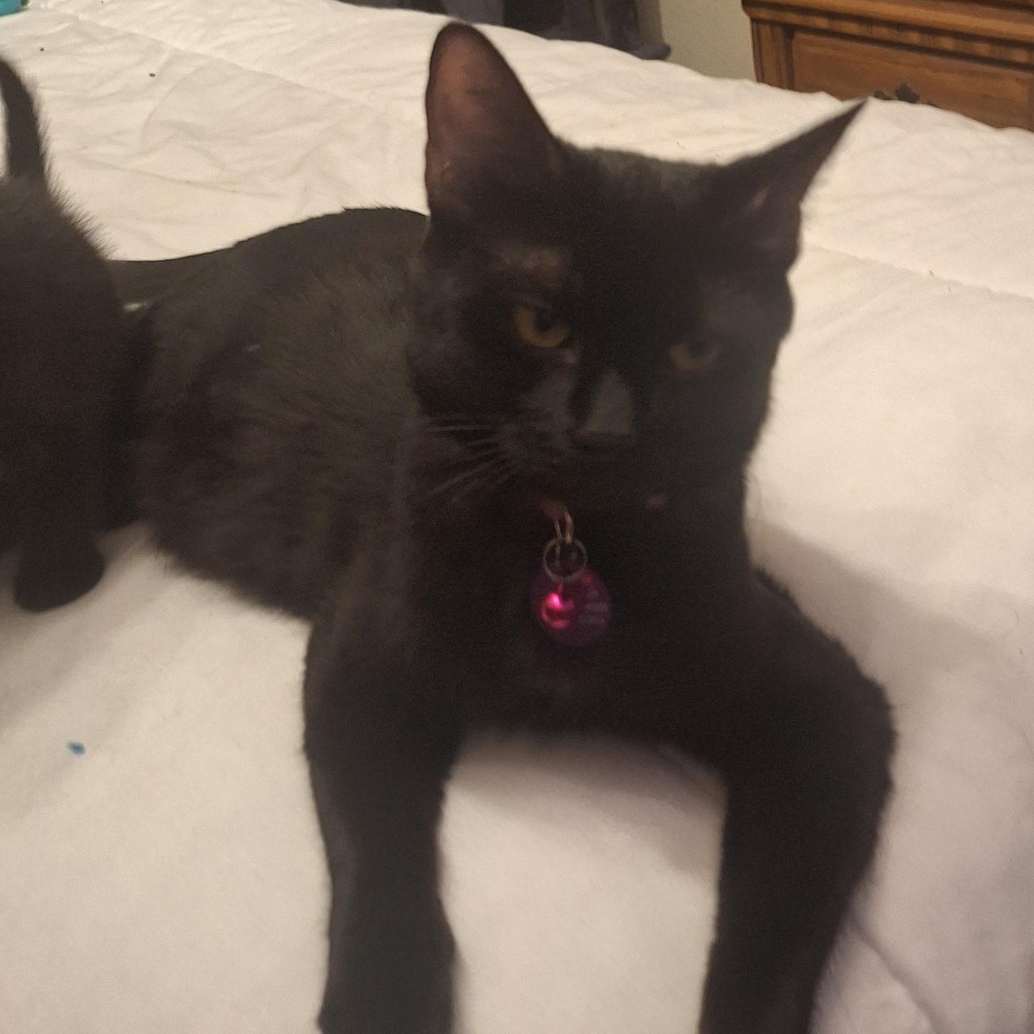 Enlarge Madea, a ADOPTABLE Domestic Short Hair in Pasco, WA image 4/6