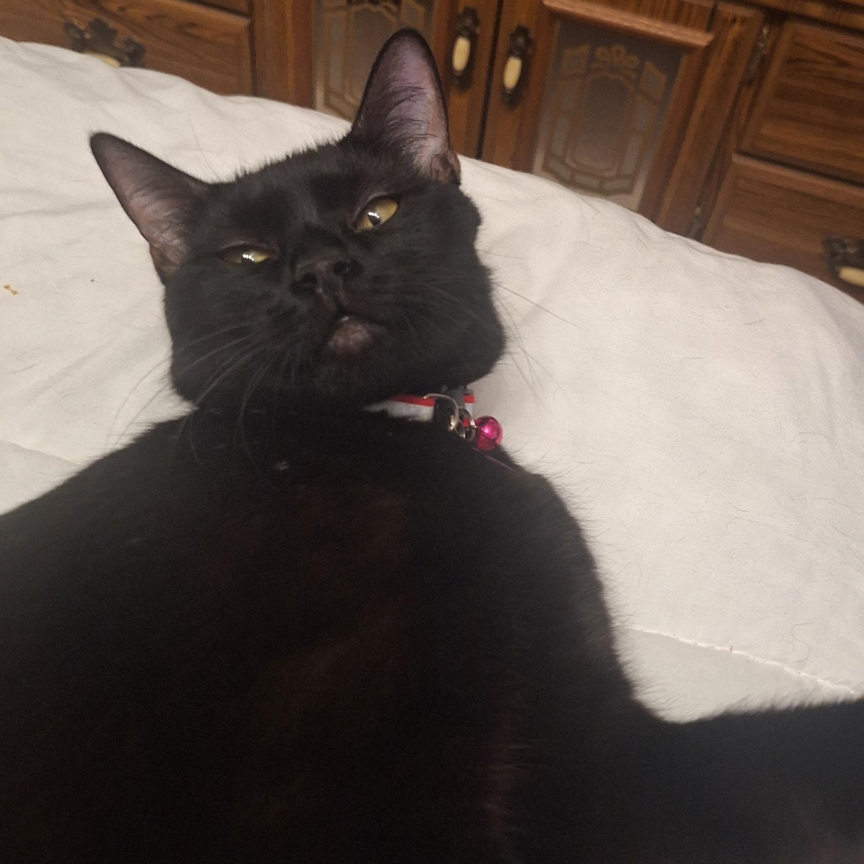 Enlarge Madea, a ADOPTABLE Domestic Short Hair in Pasco, WA image 5/6