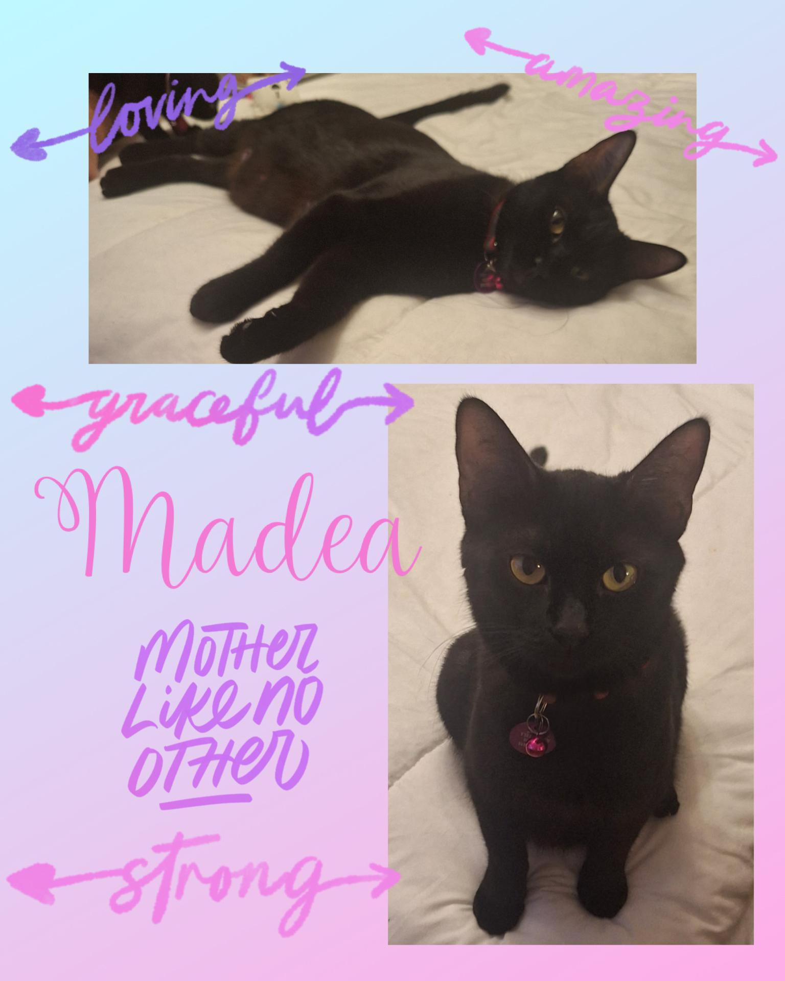 Enlarge Madea, a ADOPTABLE Domestic Short Hair in Pasco, WA image 6/6