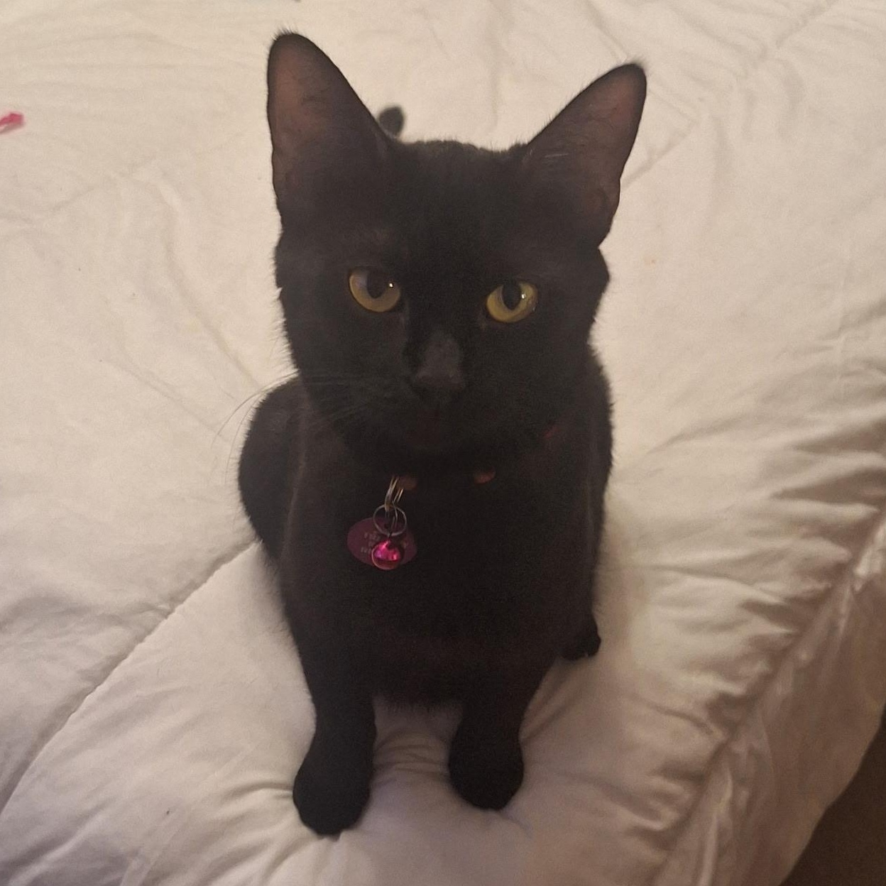 Enlarge Madea, a ADOPTABLE Domestic Short Hair in Pasco, WA image 1/6