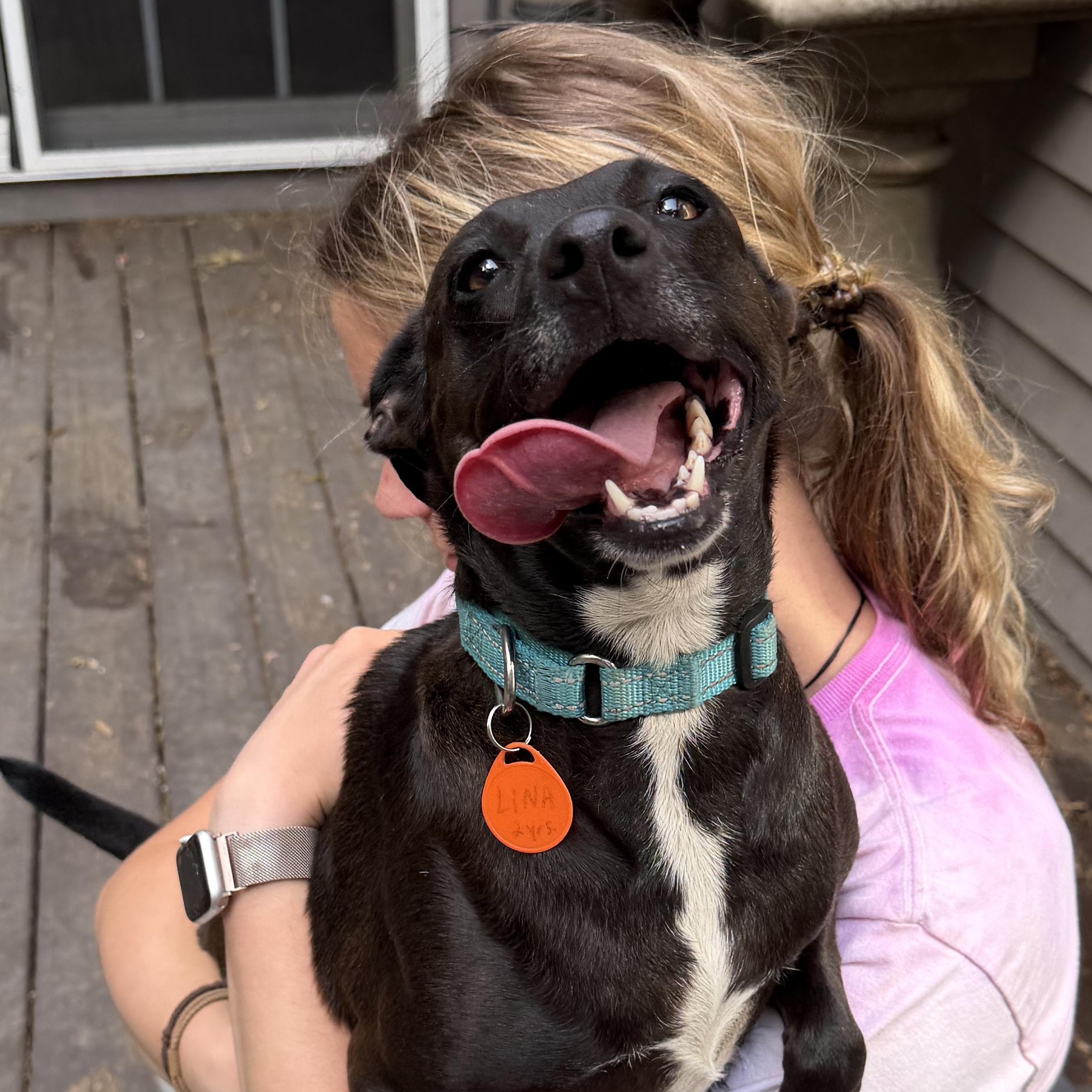 Lina, Adoptable, Young Female Rat Terrier & Chihuahua.