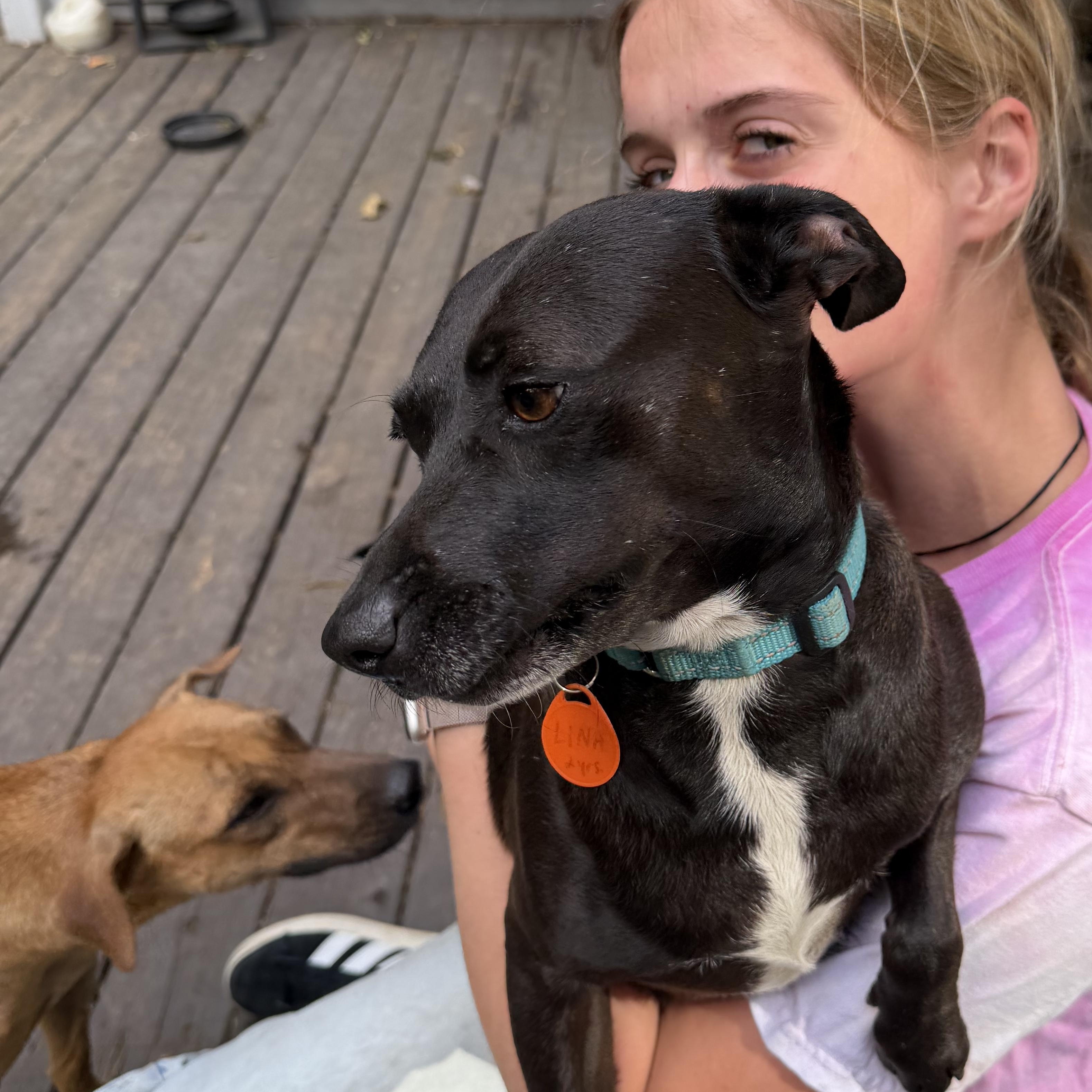 Enlarge Lina, a Adoptable mixed breed in Ridgefield, CT image 4/6