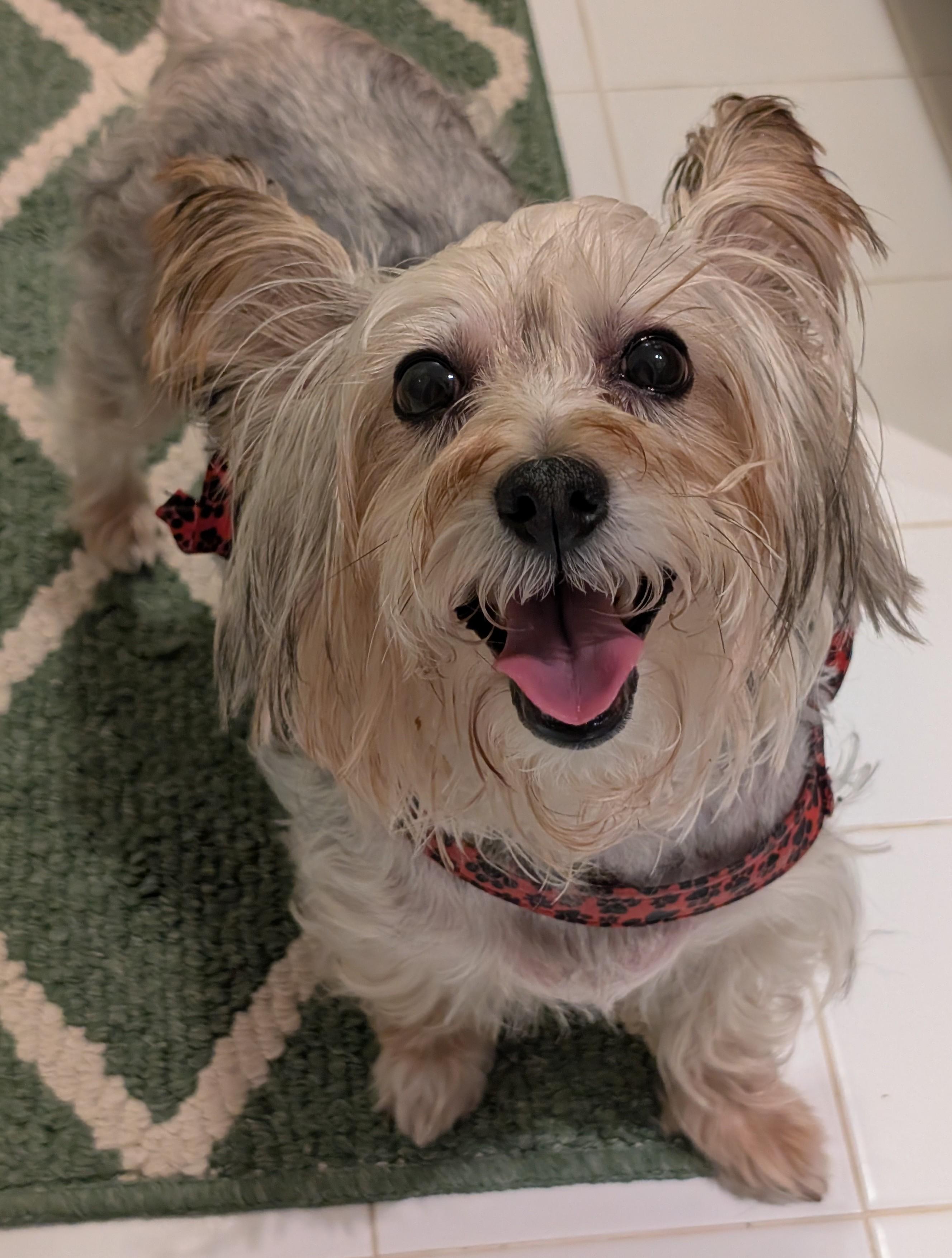 Enlarge April, a Adoptable Silky Terrier in Greensboro, NC image 6/6