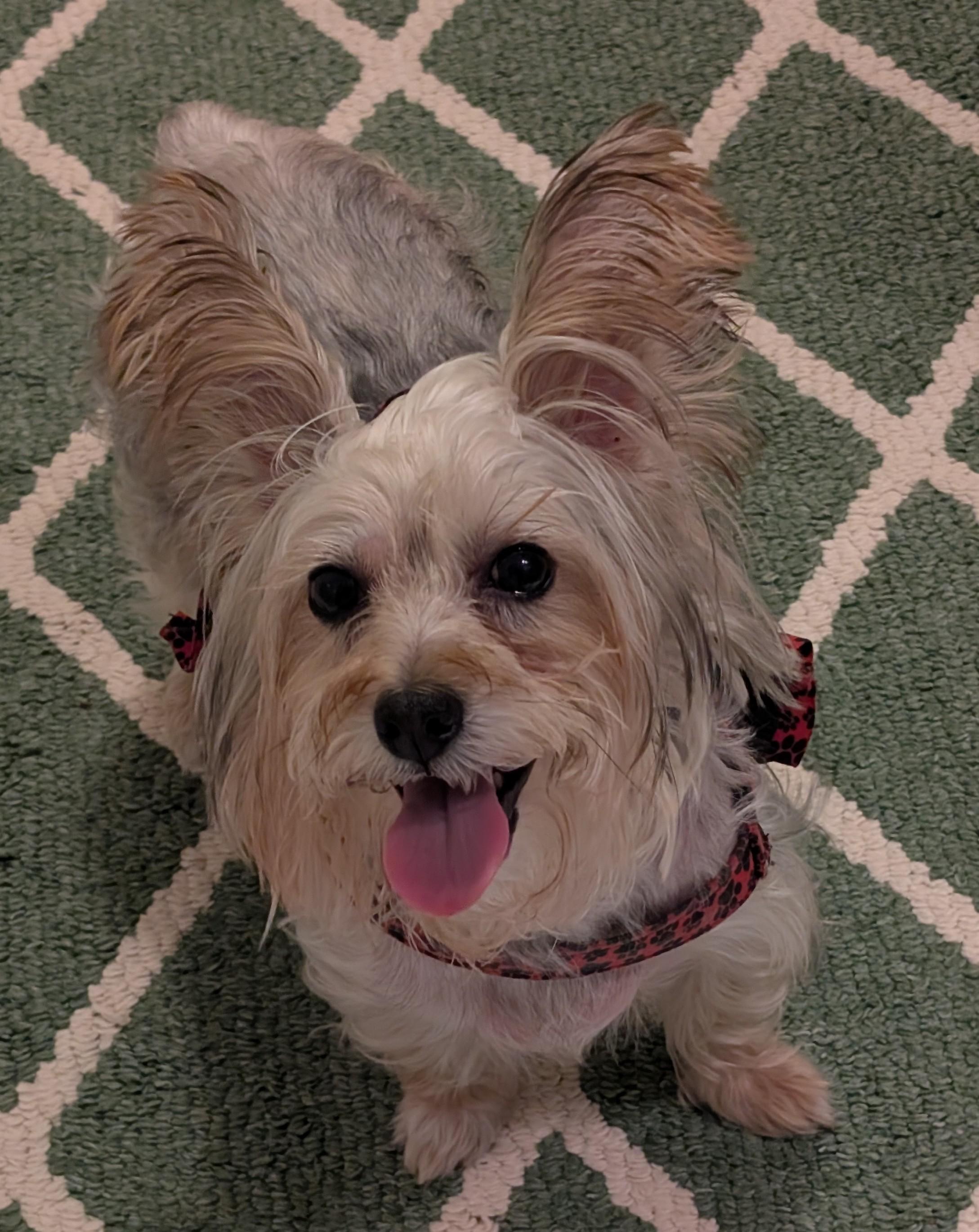 Enlarge April, a Adoptable Silky Terrier in Greensboro, NC image 3/6