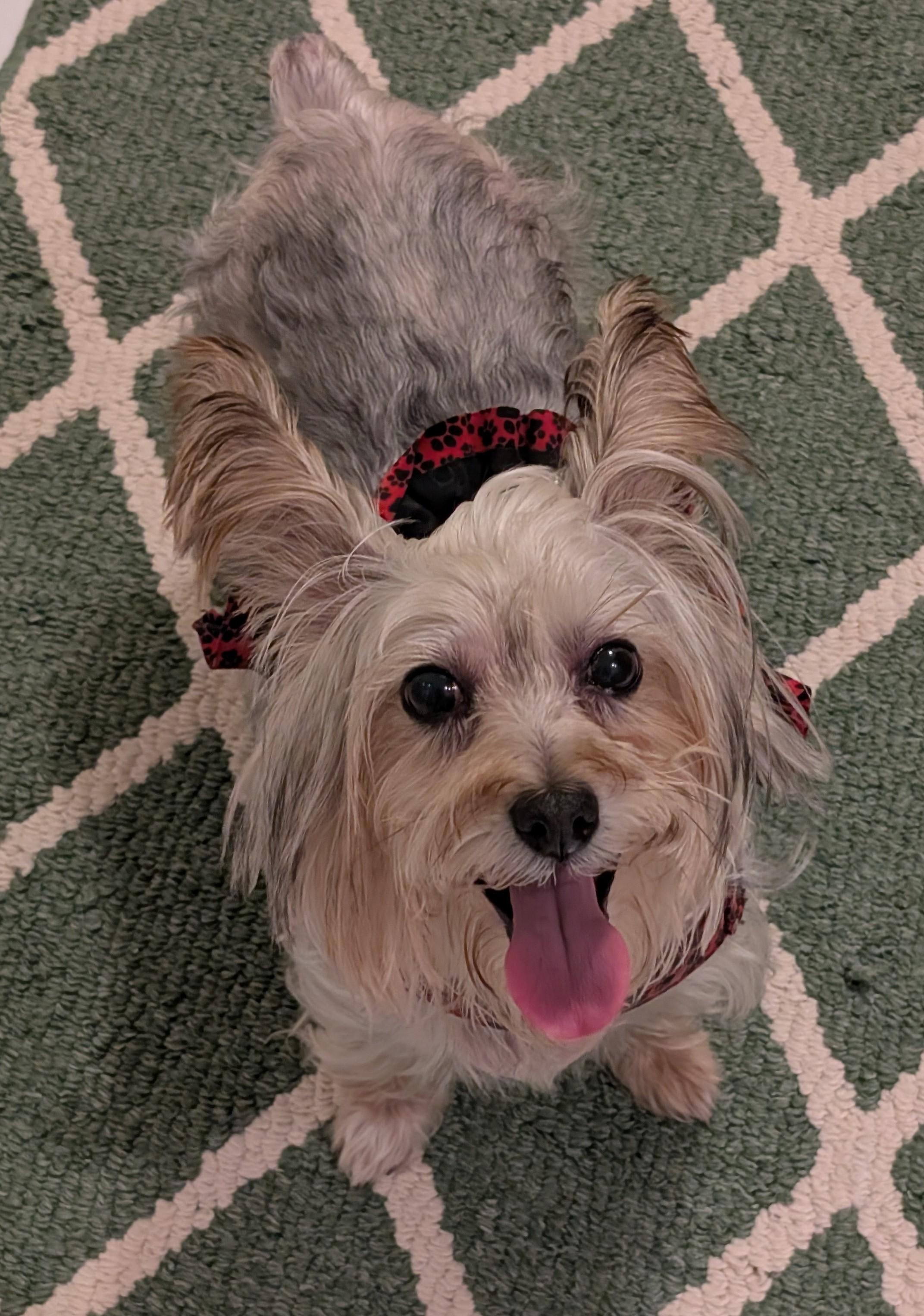 April, Adoptable, Adult Female Silky Terrier.