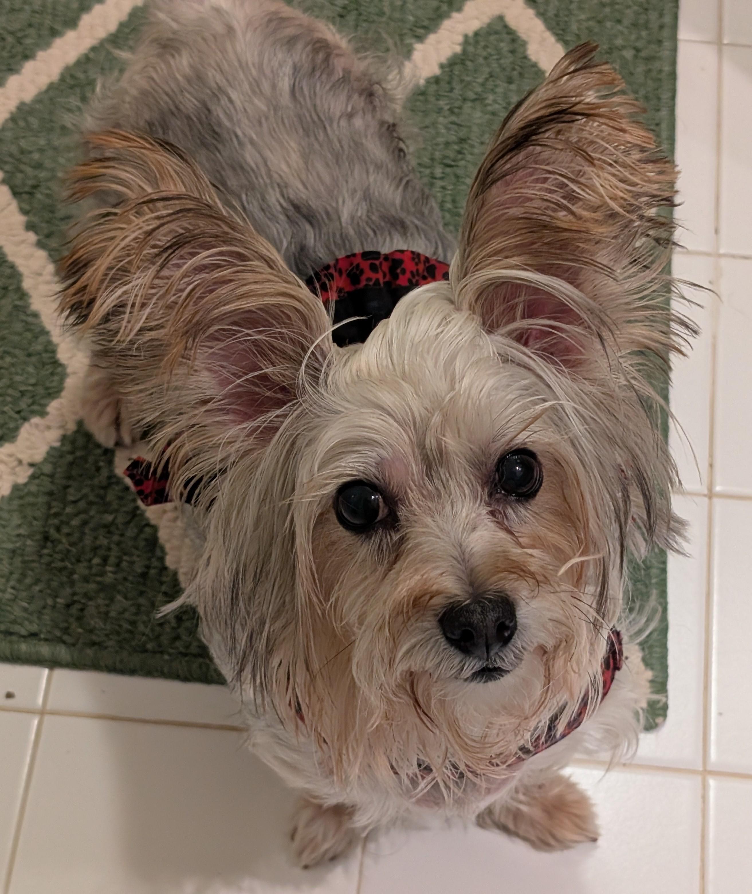 Enlarge April, a Adoptable Silky Terrier in Greensboro, NC image 2/6