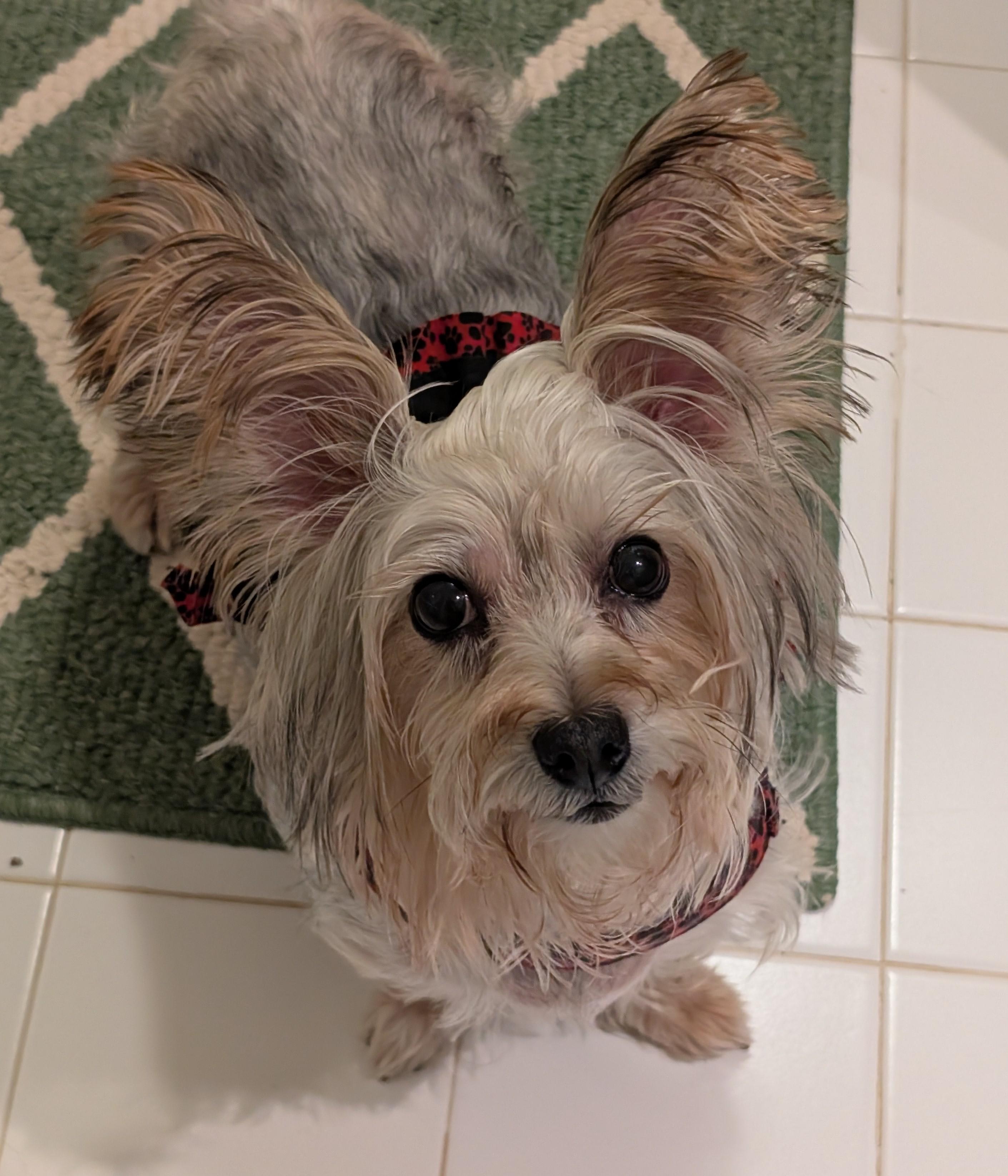 Enlarge April, a Adoptable Silky Terrier in Greensboro, NC image 4/6